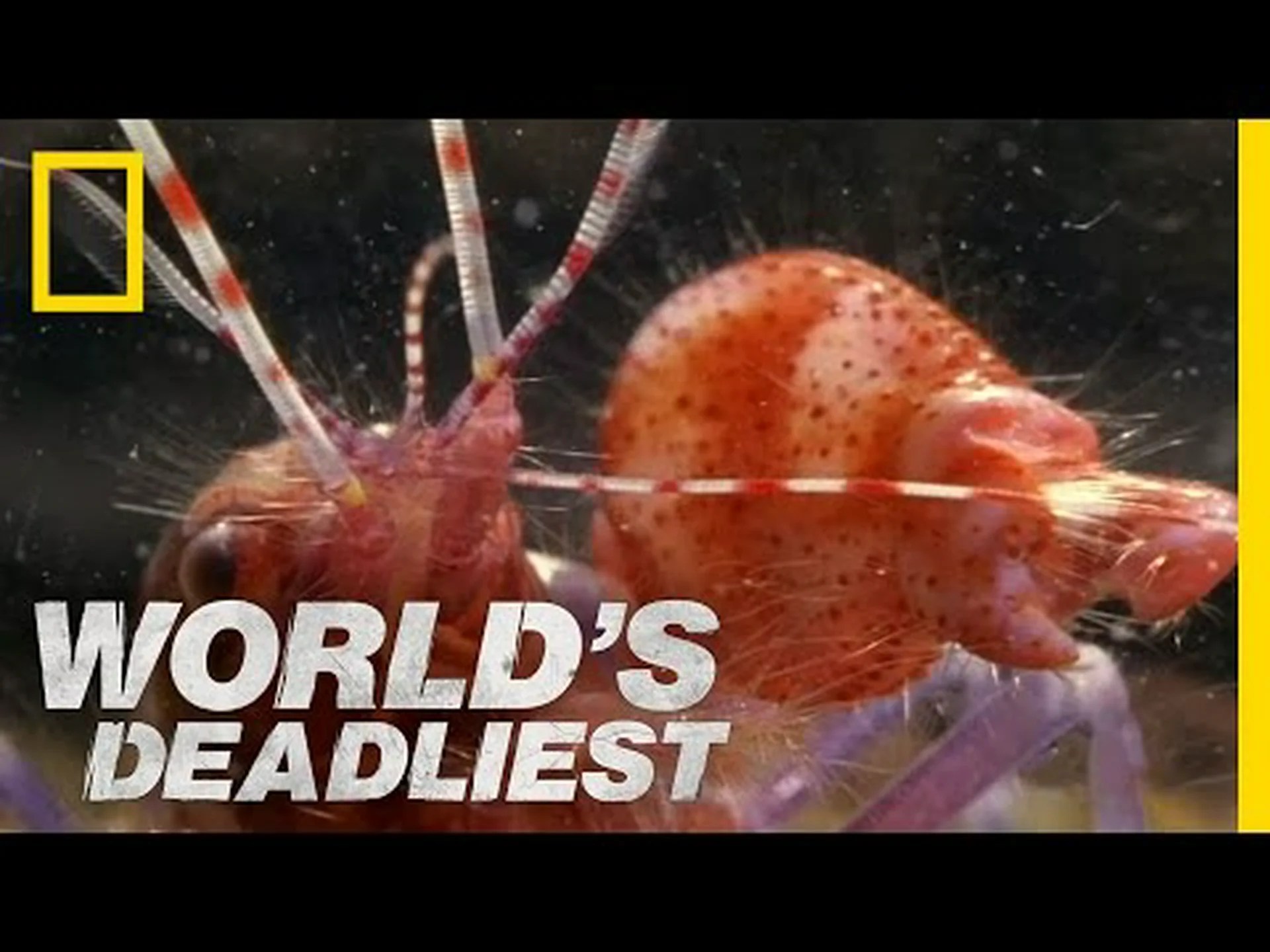 ピストルシュリンプの恐ろしい力 ピストルシュリンプの恐ろしい力