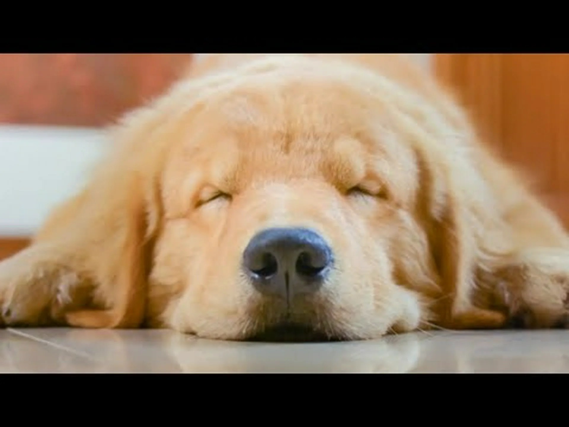 私の犬が睡眠中にけいれんしていますが、心配する必要がありますか? 私の犬が睡眠中にけいれんしていますが、心配する必要がありますか?