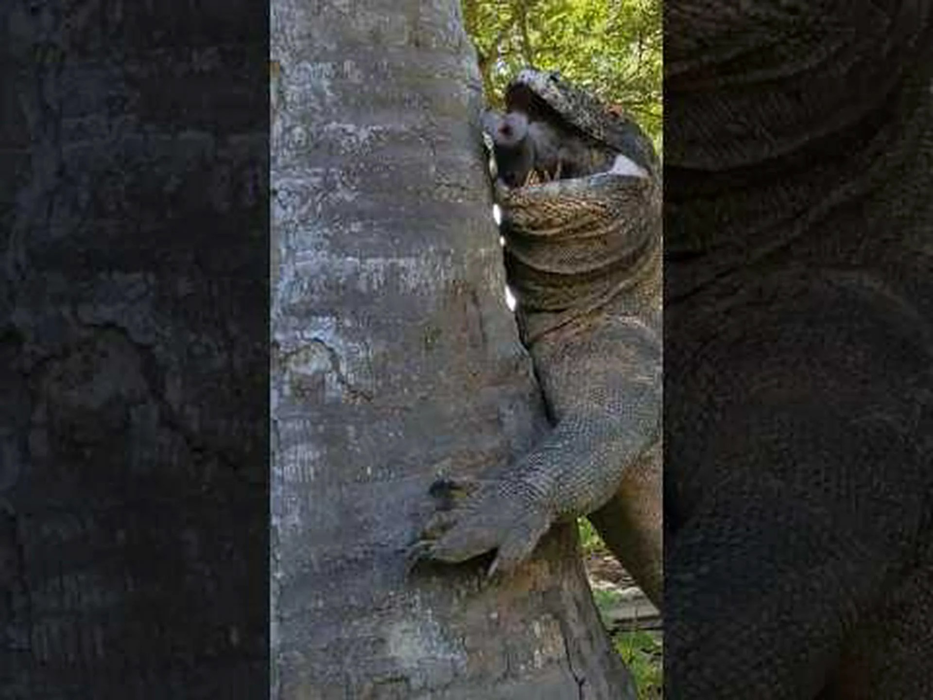 コモドオオトカゲ、強力な噛みつきでイノシシを麻痺させ、丸呑みにする! コモドオオトカゲ、強力な噛みつきでイノシシを麻痺させ、丸呑みにする!