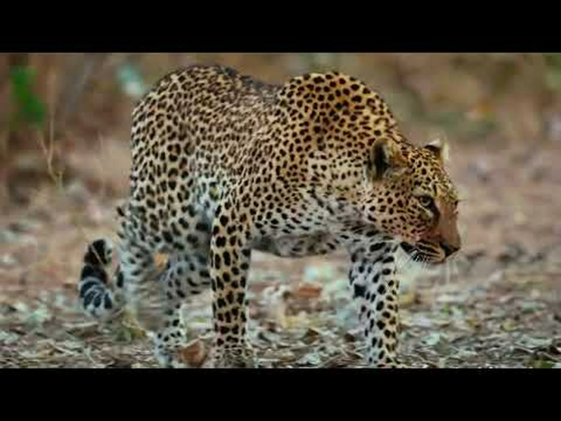 ラーテル vs ヒョウ: 戦ったら誰が勝つ? ラーテル vs ヒョウ: 戦ったら誰が勝つ?