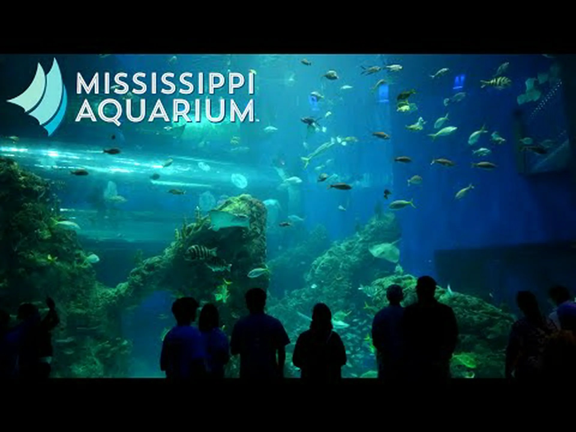 ミシシッピ州のベスト水族館 ベスト3 ミシシッピ州のベスト水族館 ベスト3
