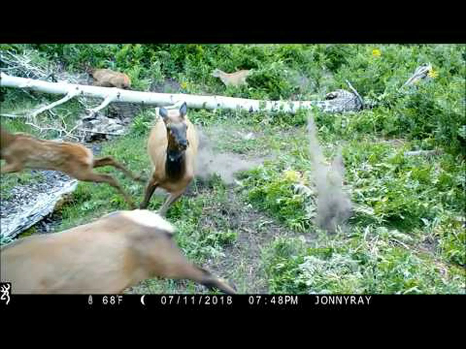 母親ヘラジカが子牛を襲った後、クーガーの頭を踏みつける劇的な場面をトレイルカメラが記録 母親ヘラジカが子牛を襲った後、クーガーの頭を踏みつける劇的な場面をトレイルカメラが記録