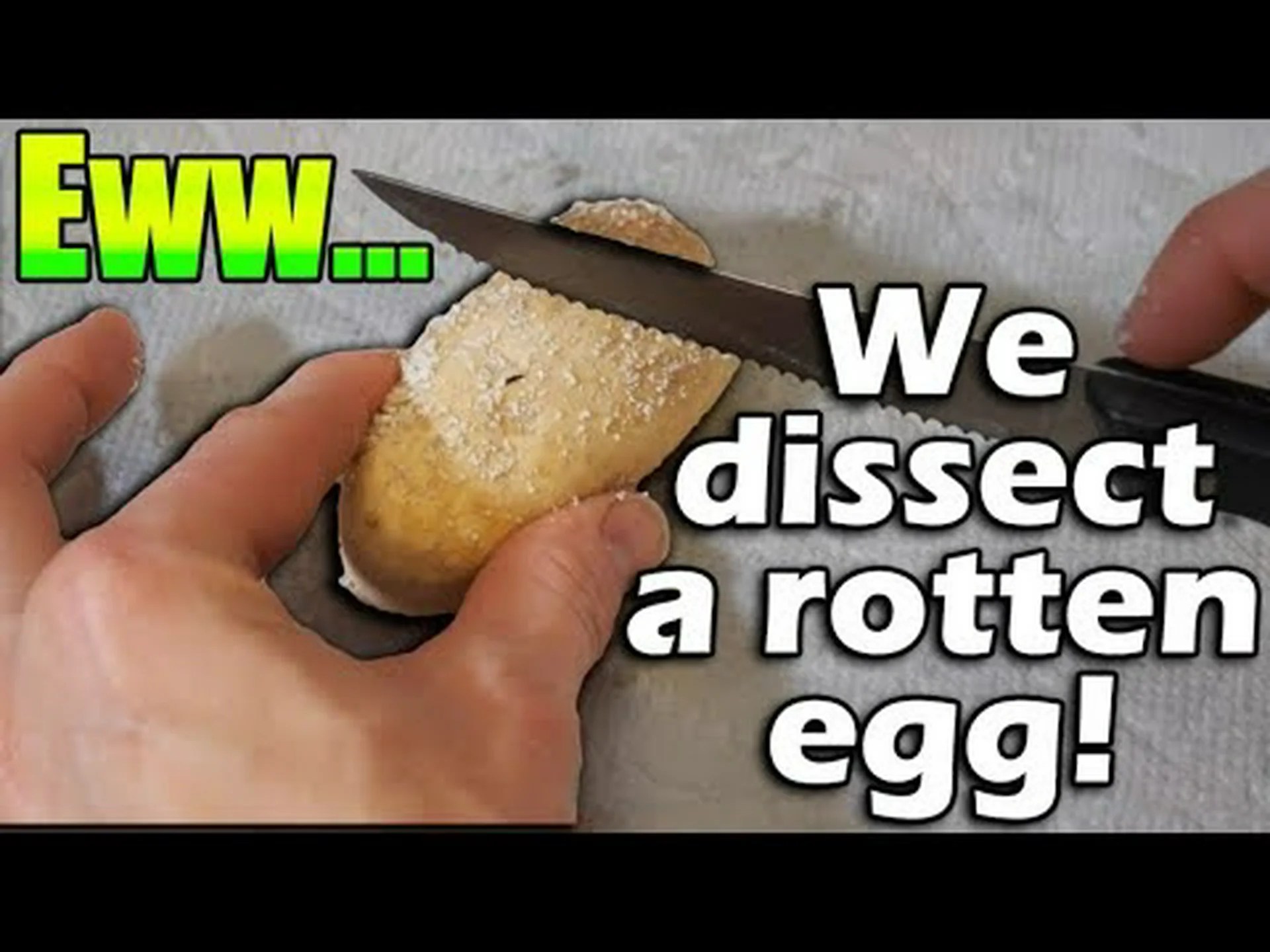 ヘビの卵についてあなたが知りたかったすべて ヘビの卵についてあなたが知りたかったすべて