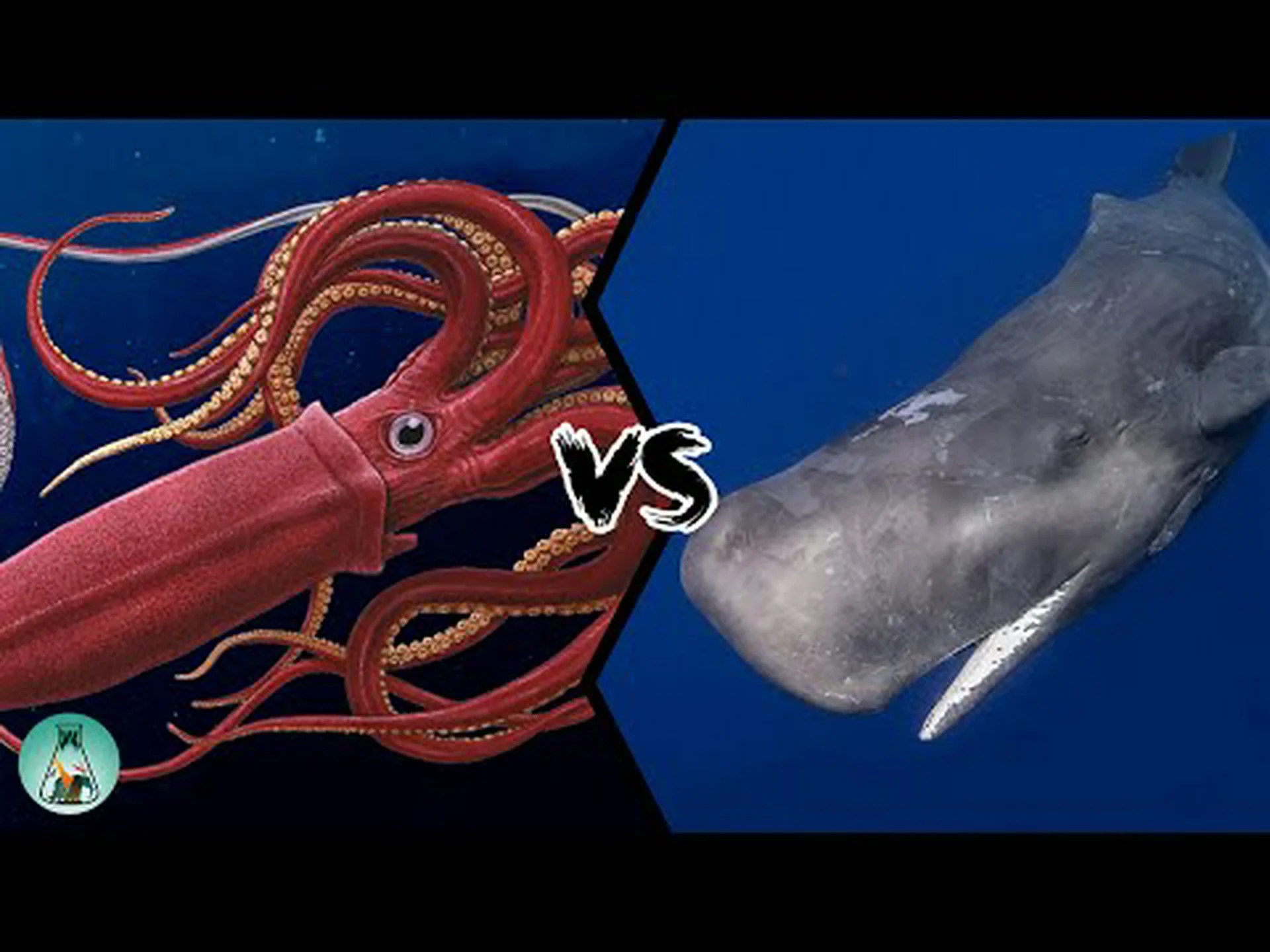 ジンベエザメ vs. マッコウクジラ: 戦ったらどちらの深海の巨人が勝つでしょうか? ジンベエザメ vs. マッコウクジラ: 戦ったらどちらの深海の巨人が勝つでしょうか?