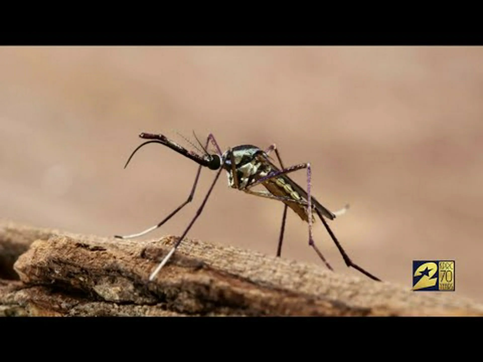 蚊の捕食者: 蚊を食べるものは何ですか? 蚊の捕食者: 蚊を食べるものは何ですか?