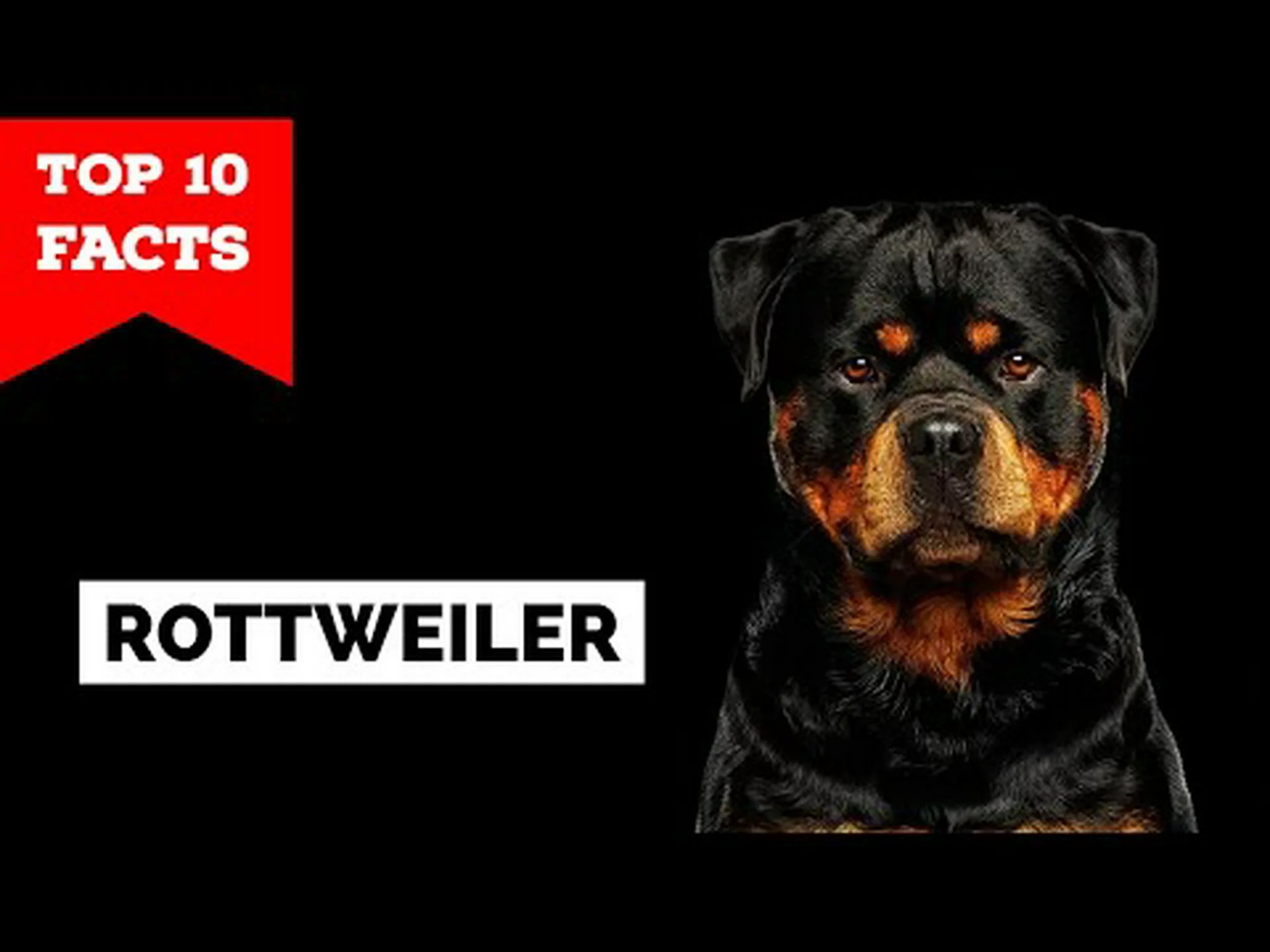ロットワイラーに関する 10 の驚くべき事実 ロットワイラーに関する 10 の驚くべき事実