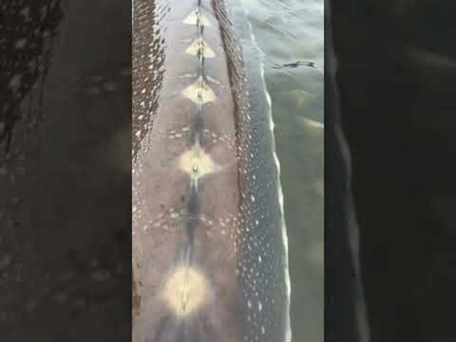 海の怪物たち!サウスダコタ州で史上最大のトロフィーフィッシュ 10 匹 海の怪物たち!サウスダコタ州で史上最大のトロフィーフィッシュ 10 匹