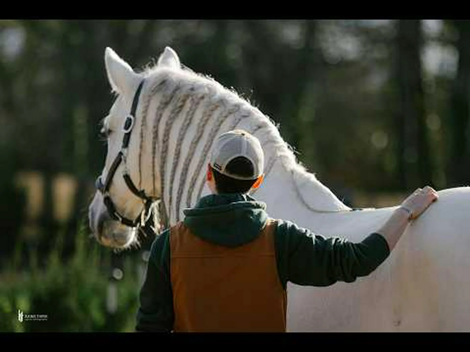 去勢馬と牡馬の違いは何ですか? 去勢馬と牡馬の違いは何ですか?