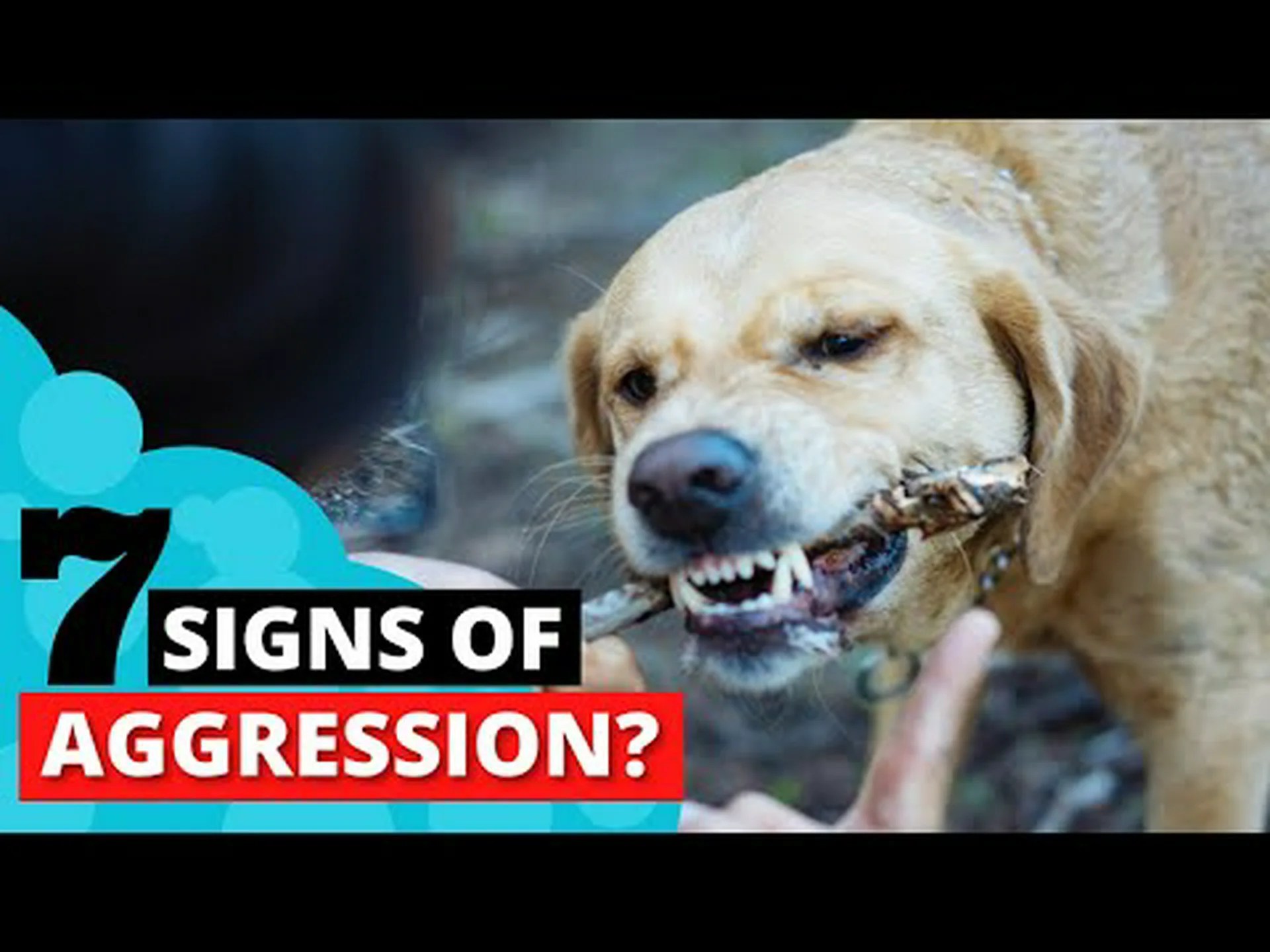 ラブラドールレトリバーは最も厄介な犬ですか?彼らに関する 22 のよくある苦情 ラブラドールレトリバーは最も厄介な犬ですか?彼らに関する 22 のよくある苦情