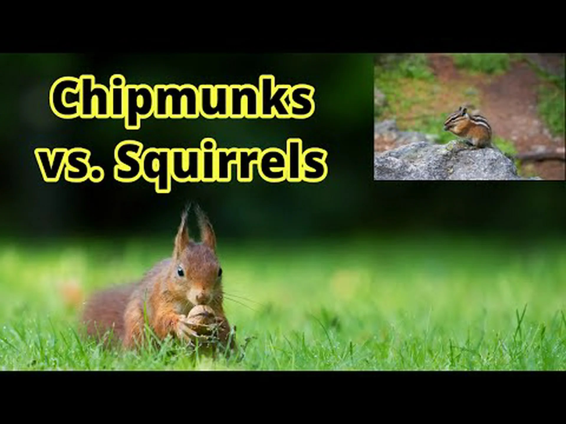 シマリスとリス: 7 つの主な違いを説明 シマリスとリス: 7 つの主な違いを説明