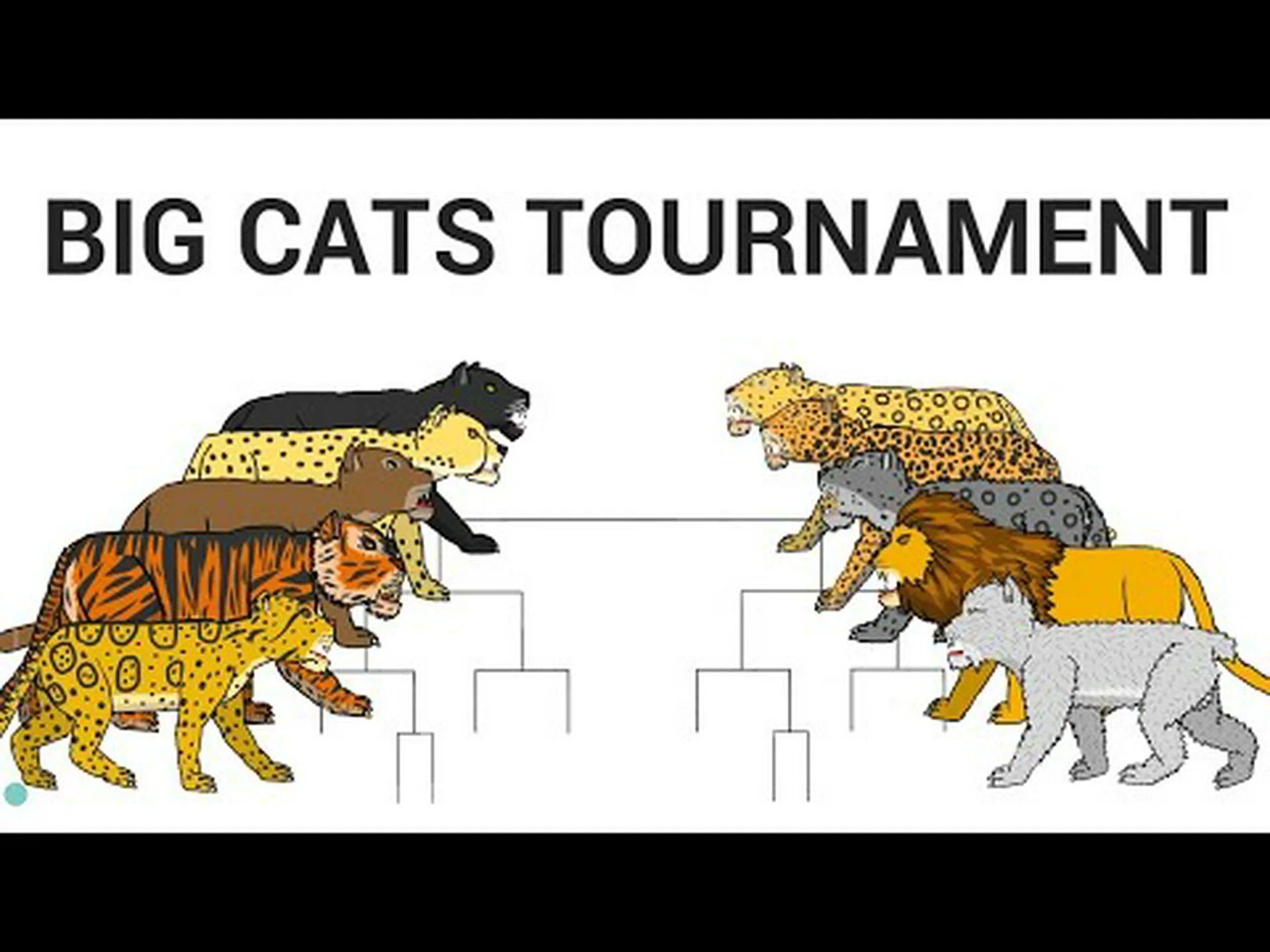 Big Cat Battles: トラ対ピューマの戦いで誰が勝利するかを見つけてください Big Cat Battles: トラ対ピューマの戦いで誰が勝利するかを見つけてください