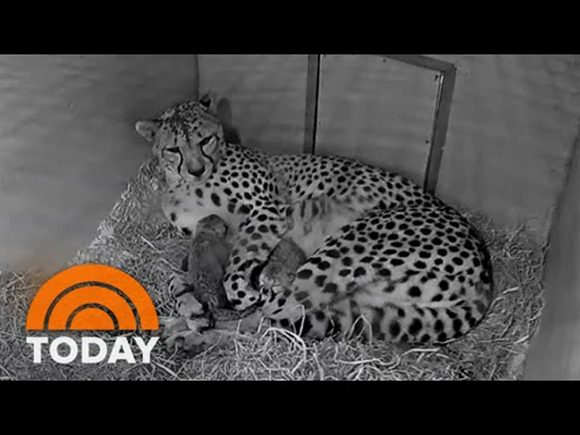 スミソニアン動物園で生まれたばかりの5頭のチーターの赤ちゃんを見る スミソニアン動物園で生まれたばかりの5頭のチーターの赤ちゃんを見る
