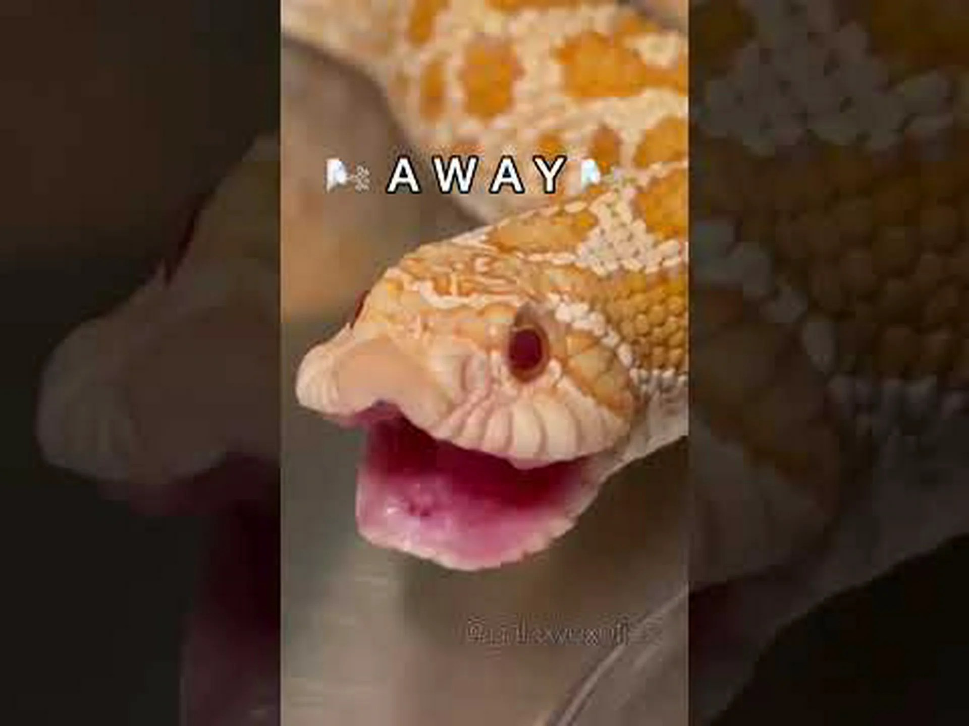 飛び出すほどオナラをするヘビを発見! 飛び出すほどオナラをするヘビを発見!