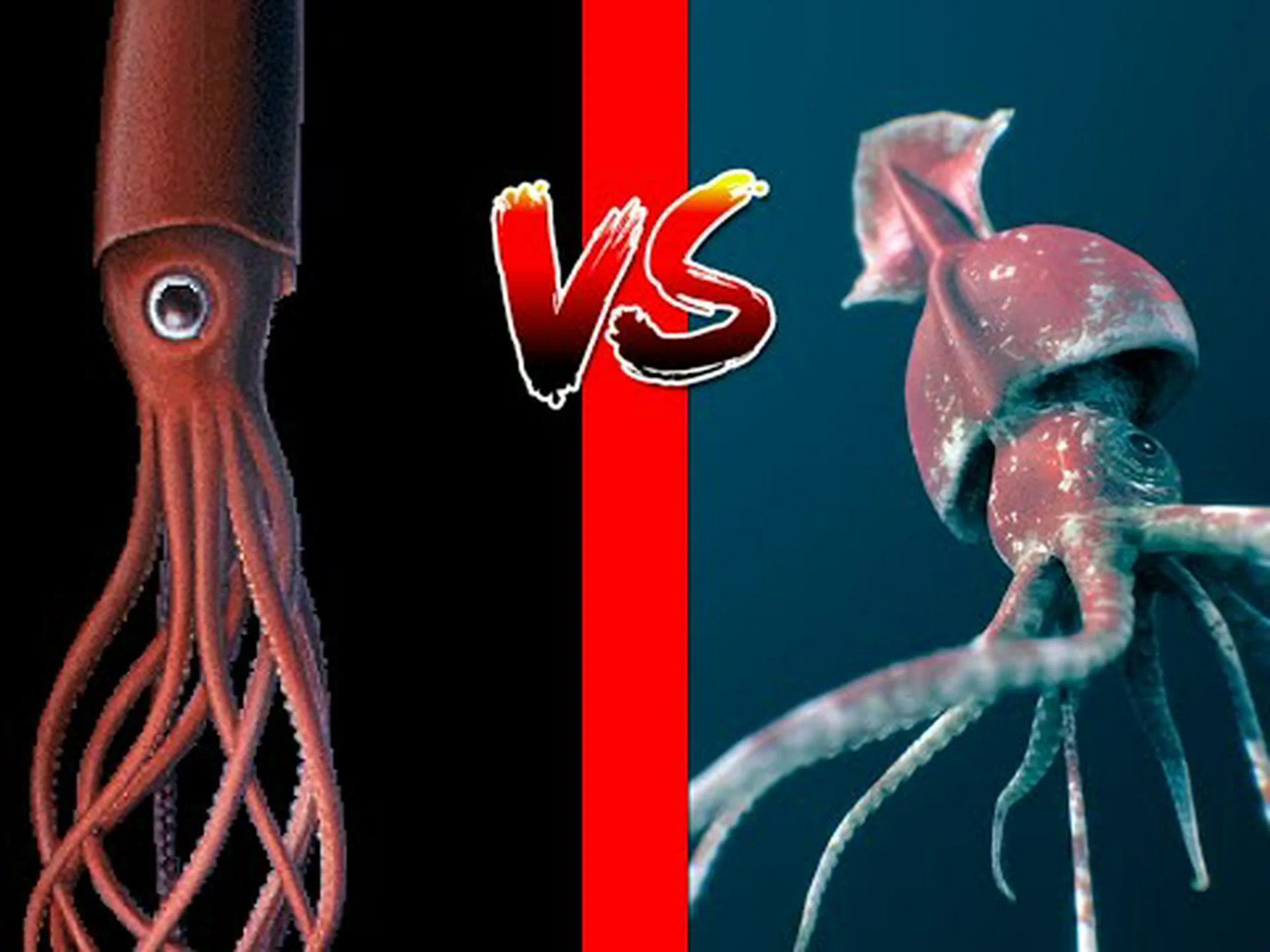 ダイオウイカ vs 巨大イカ: 違いは何ですか? ダイオウイカ vs 巨大イカ: 違いは何ですか?