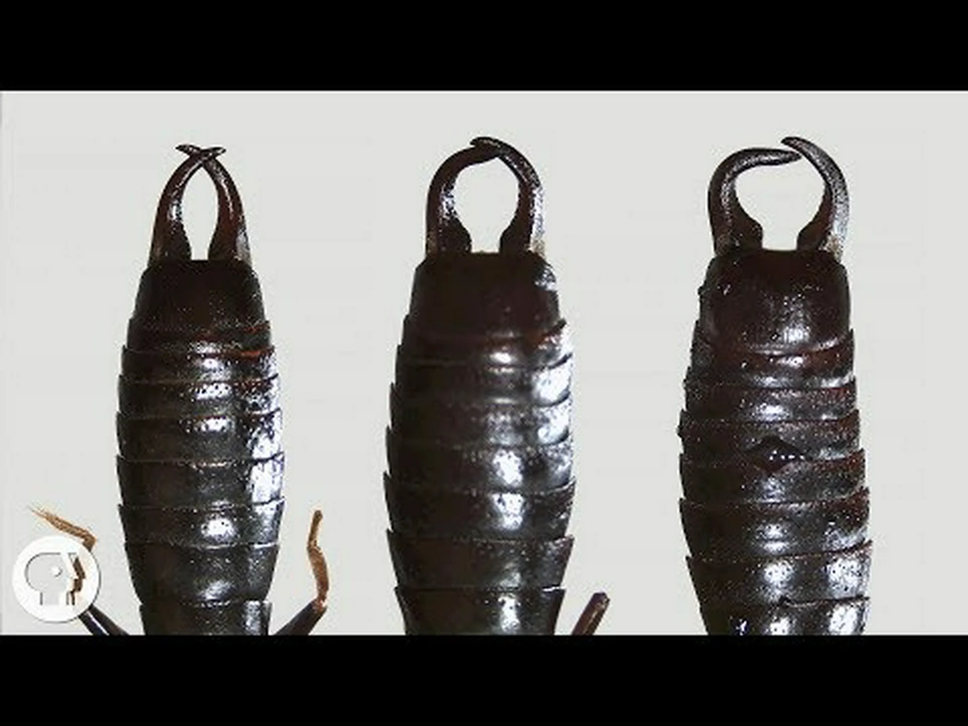 ハサミムシの糞: あなたが今まで知りたかったすべて ハサミムシの糞: あなたが今まで知りたかったすべて