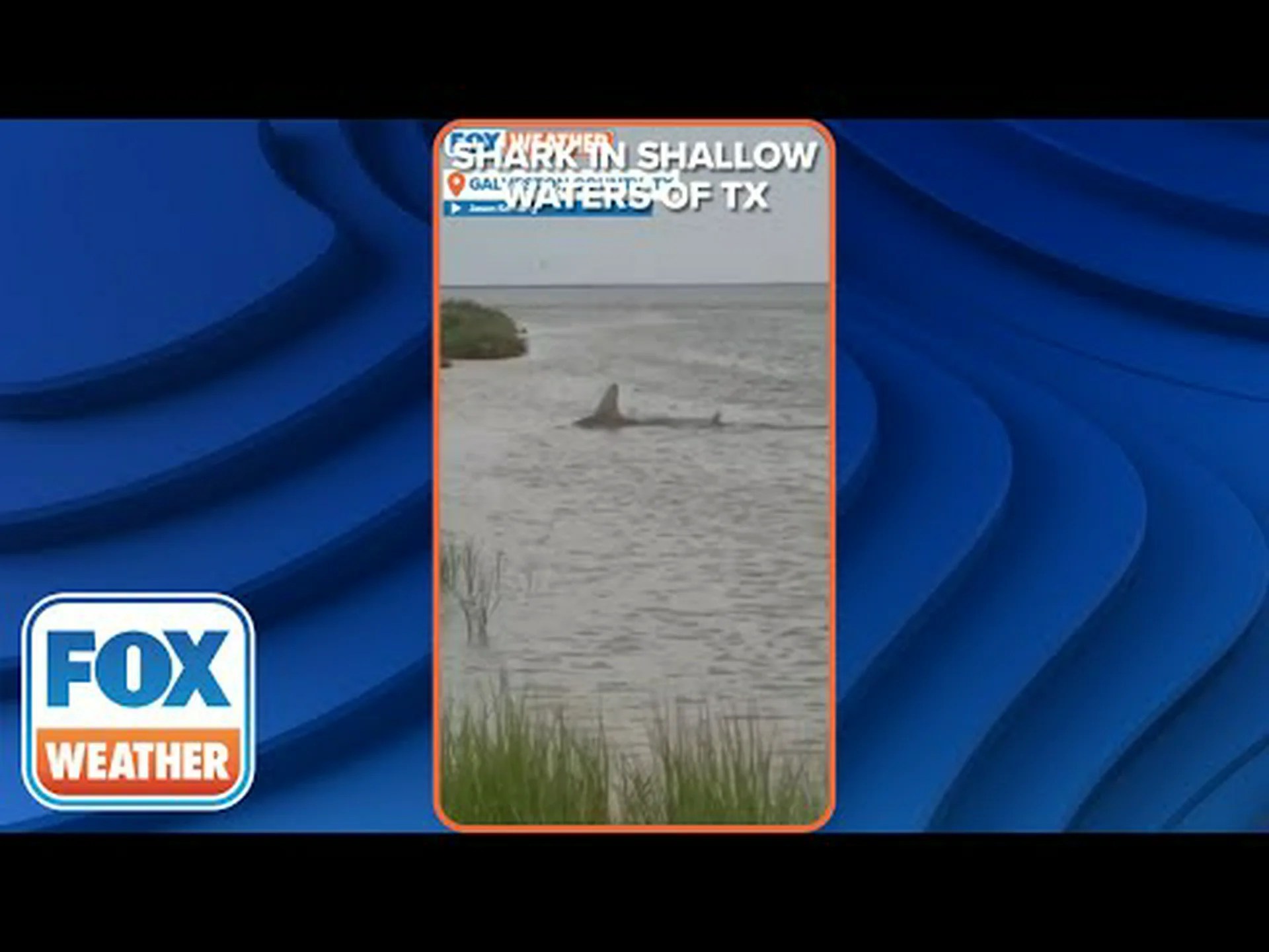 テキサス州沖の浅海で巨大シュモクザメが暴れ回る テキサス州沖の浅海で巨大シュモクザメが暴れ回る