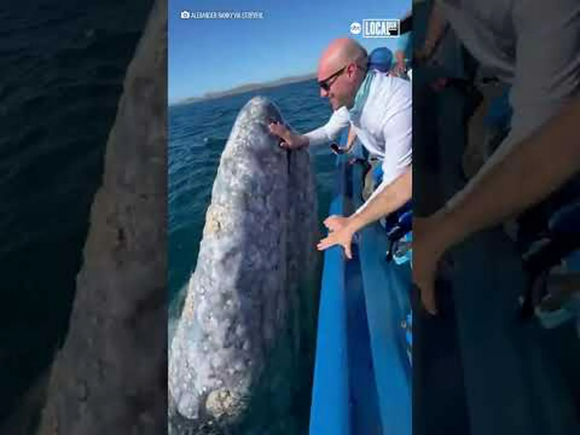 実物よりも大きなコククジラがハグとキスを求めてボートに泳ぎ上がる様子を観察 実物よりも大きなコククジラがハグとキスを求めてボートに泳ぎ上がる様子を観察