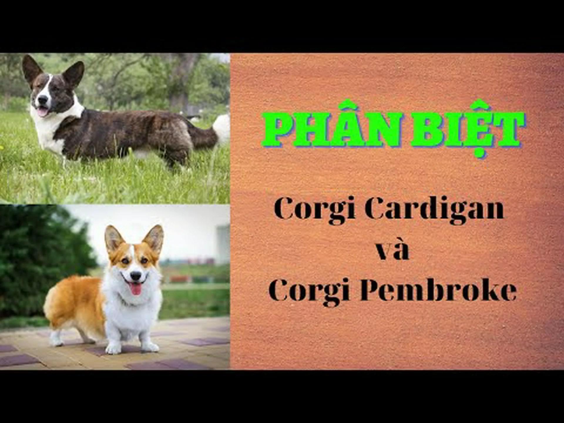 ミニコーギーとコーギー:違いはありますか? ミニコーギーとコーギー:違いはありますか?