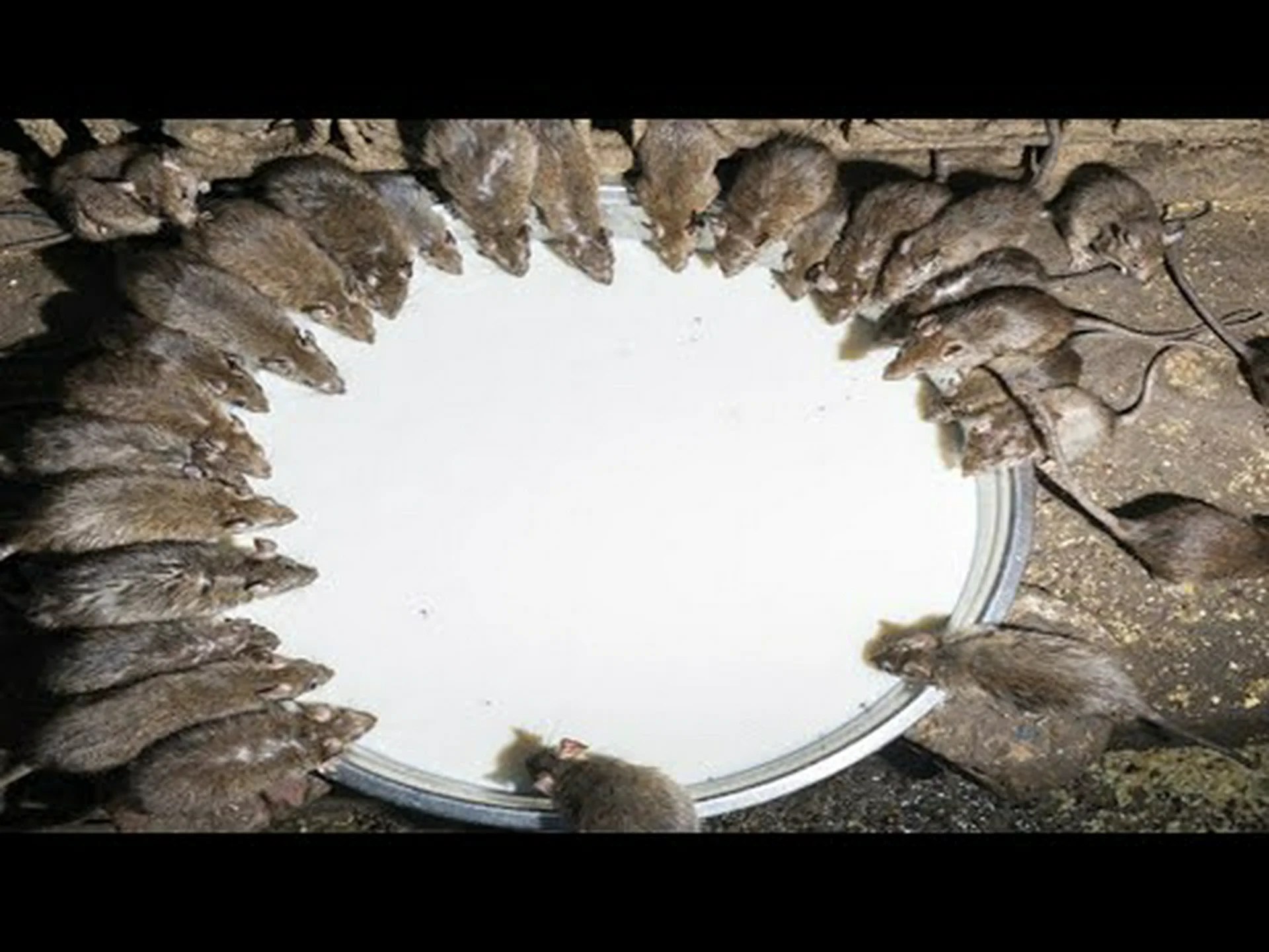 歯磨き粉でネズミを殺すことができますか?そうすべきですか? 歯磨き粉でネズミを殺すことができますか?そうすべきですか?