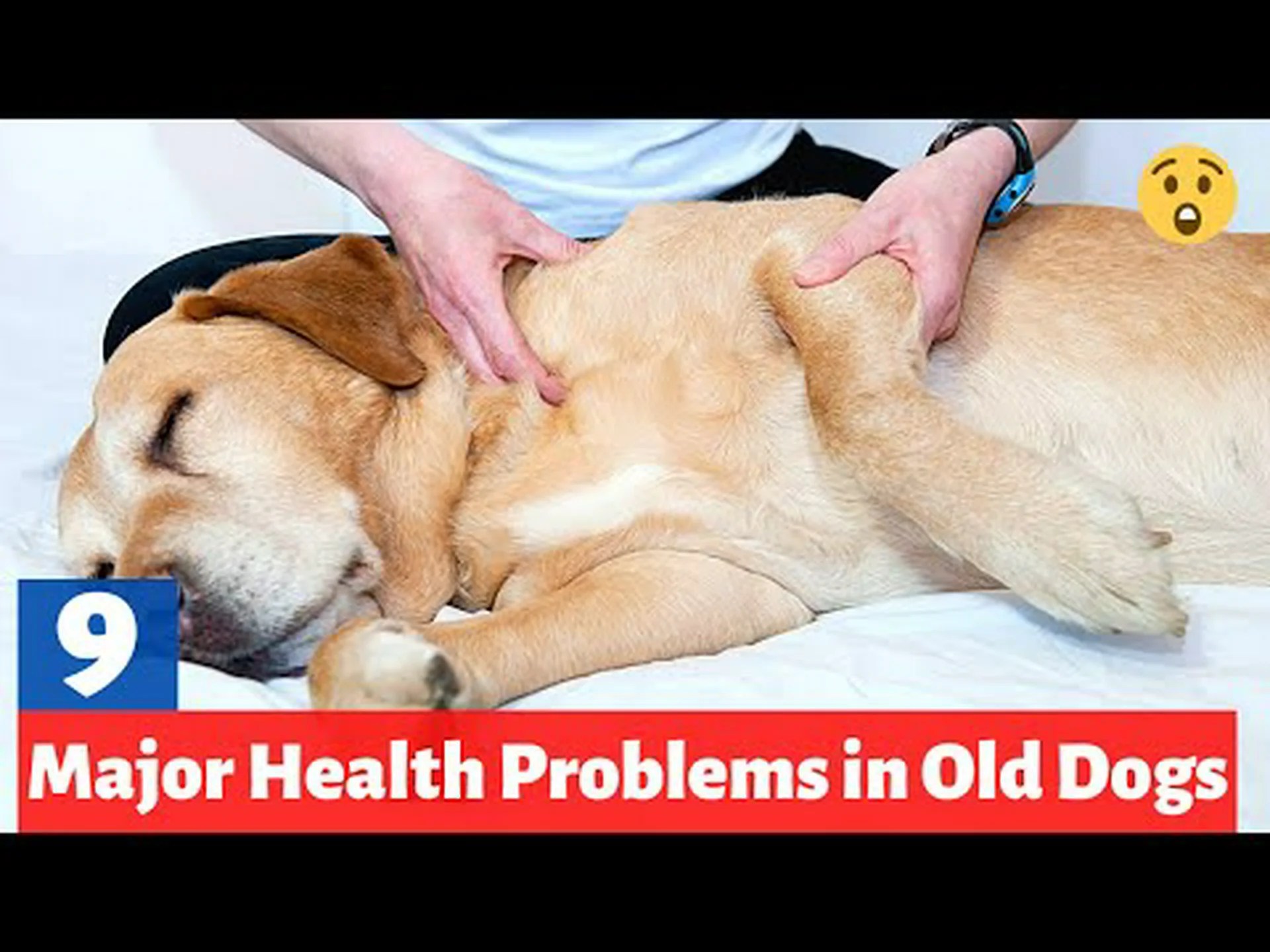 サモエド犬に見られる9つの一般的な健康上の問題 サモエド犬に見られる9つの一般的な健康上の問題