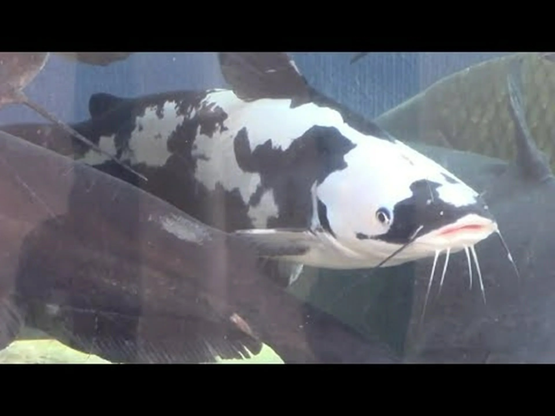 マエハゲナマズとは何ですか?またどれほど珍しいのでしょうか? マエハゲナマズとは何ですか?またどれほど珍しいのでしょうか?