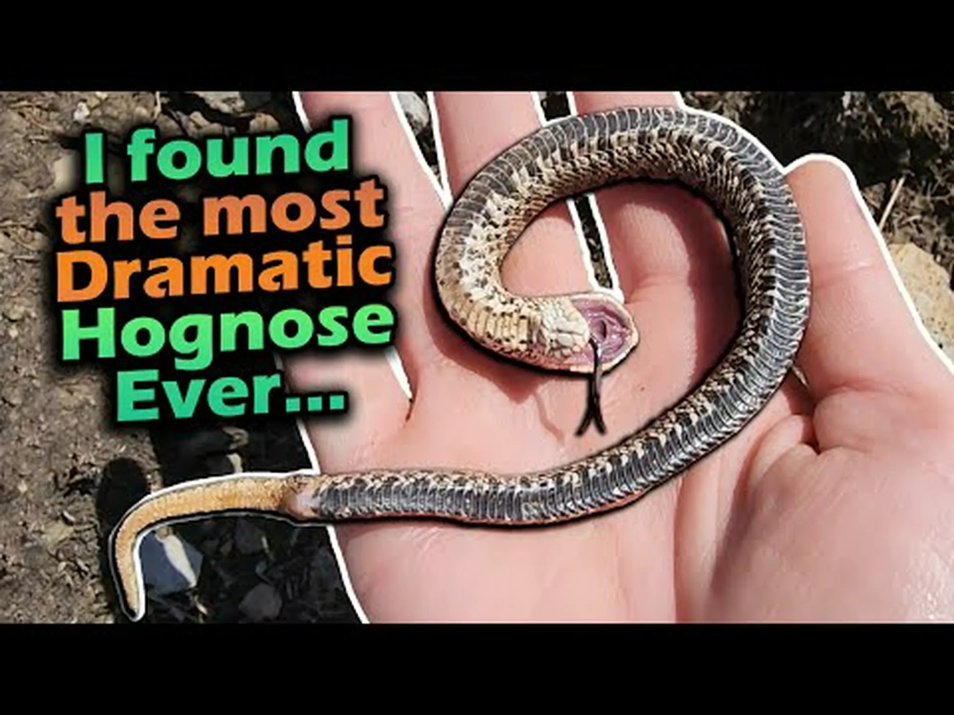 ウィスコンシン州で 2 種類のガラガラヘビを発見 ウィスコンシン州で 2 種類のガラガラヘビを発見