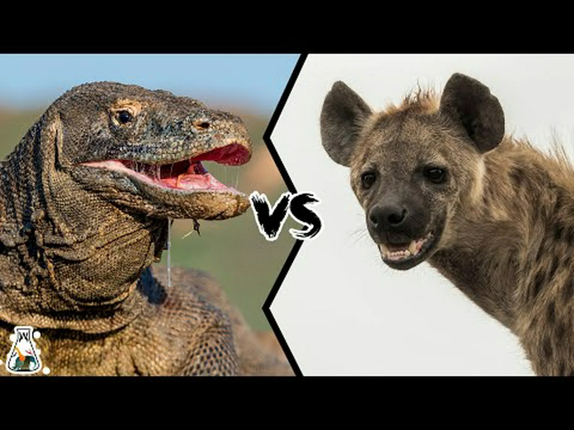 コモドオオトカゲ vs ボアコンストリクター: 戦ったらどちらが勝つでしょうか? コモドオオトカゲ vs ボアコンストリクター: 戦ったらどちらが勝つでしょうか?