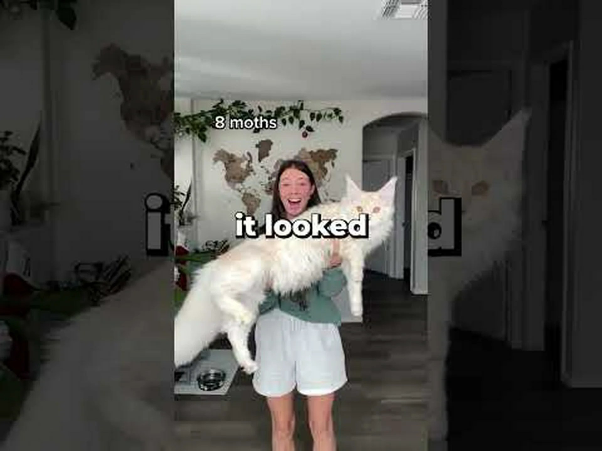 世界で最もかわいいメインクーン猫 5 匹をご紹介します 世界で最もかわいいメインクーン猫 5 匹をご紹介します