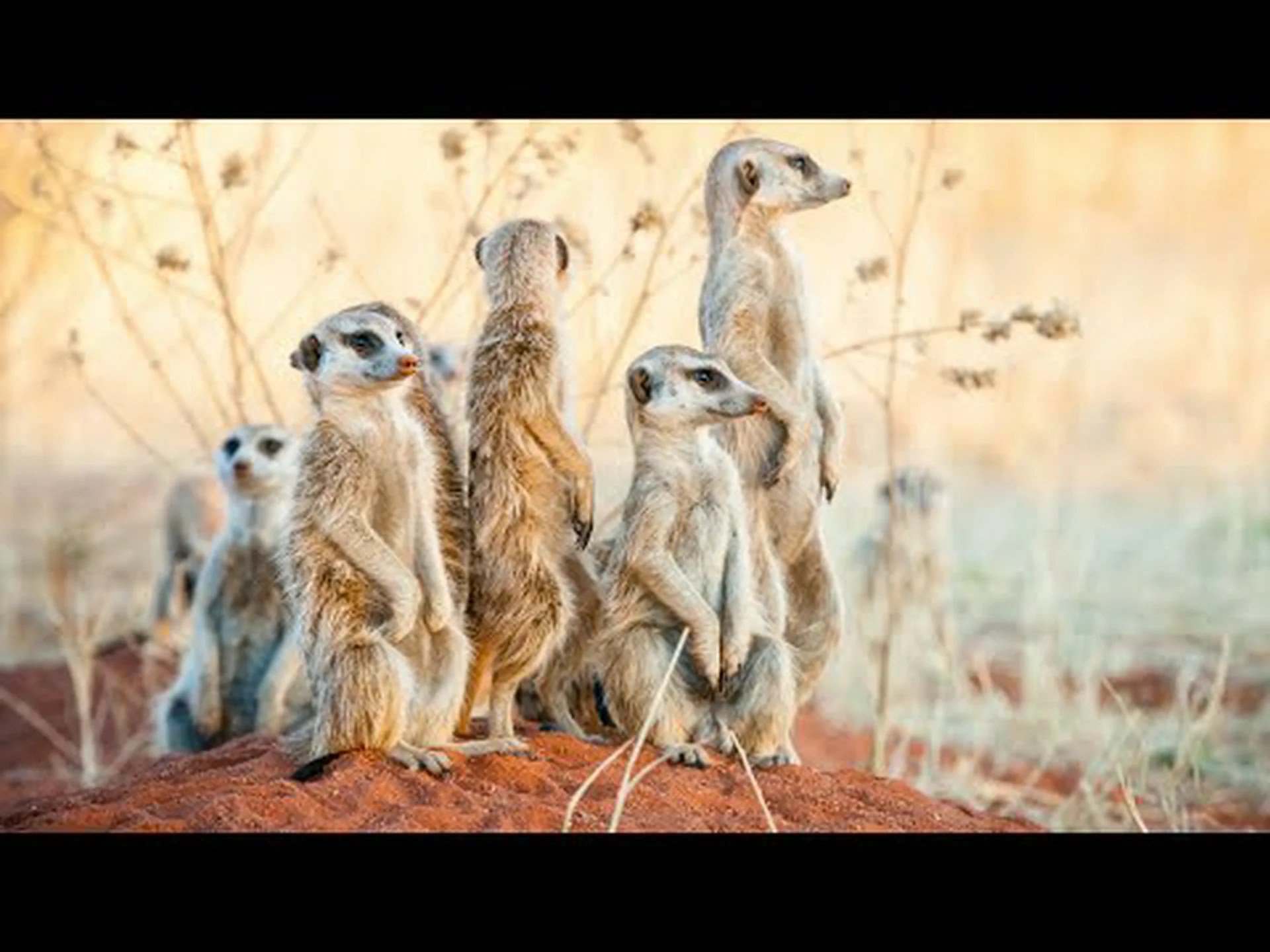 ミーアキャットの信じられない10の事実 ミーアキャットの信じられない10の事実