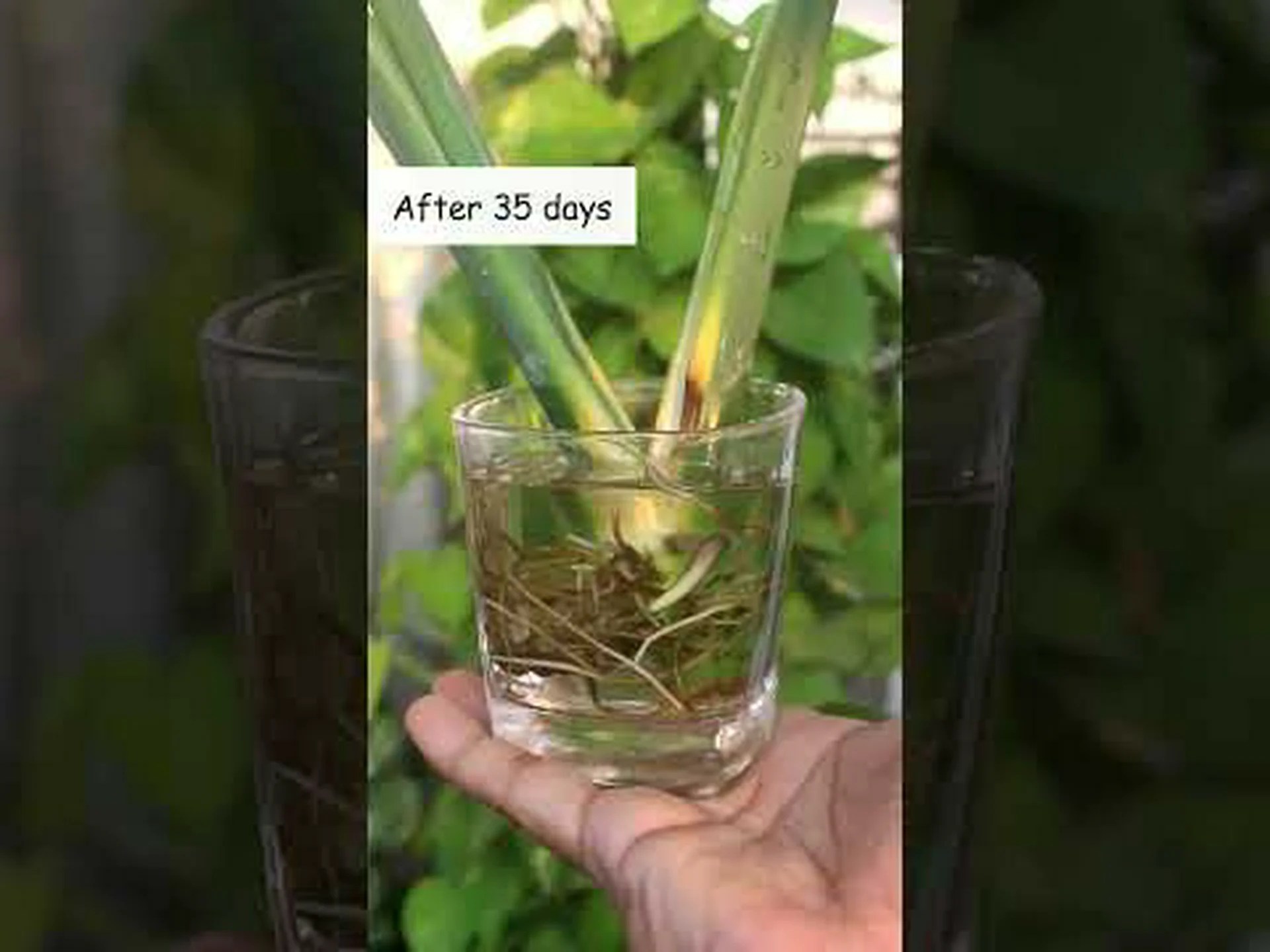 モンステラを増やす方法: 6 つの簡単なステップ モンステラを増やす方法: 6 つの簡単なステップ