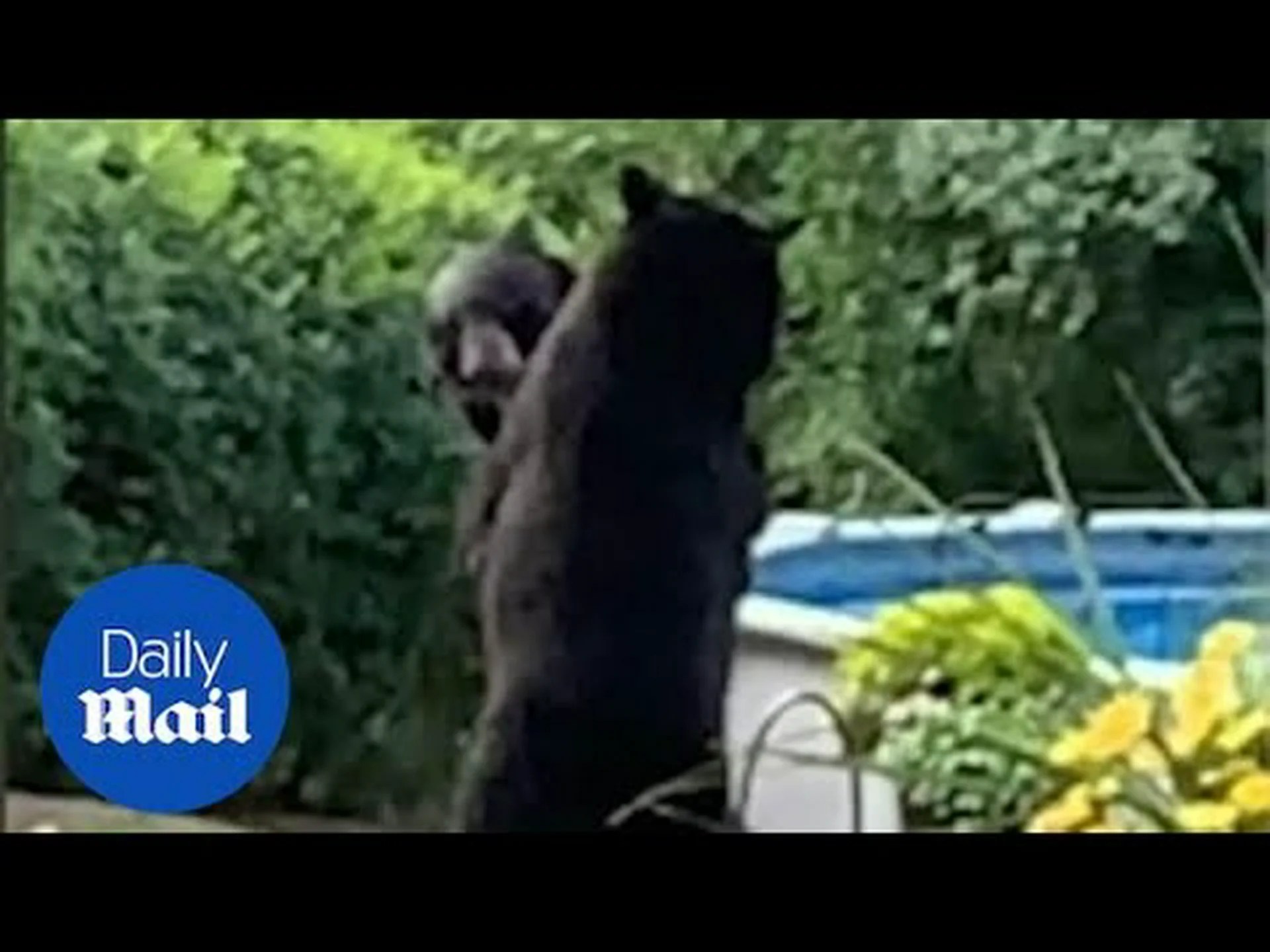 バーの乱闘のようにニュージャージーの街路にクマが飛び込む様子を観察 バーの乱闘のようにニュージャージーの街路にクマが飛び込む様子を観察