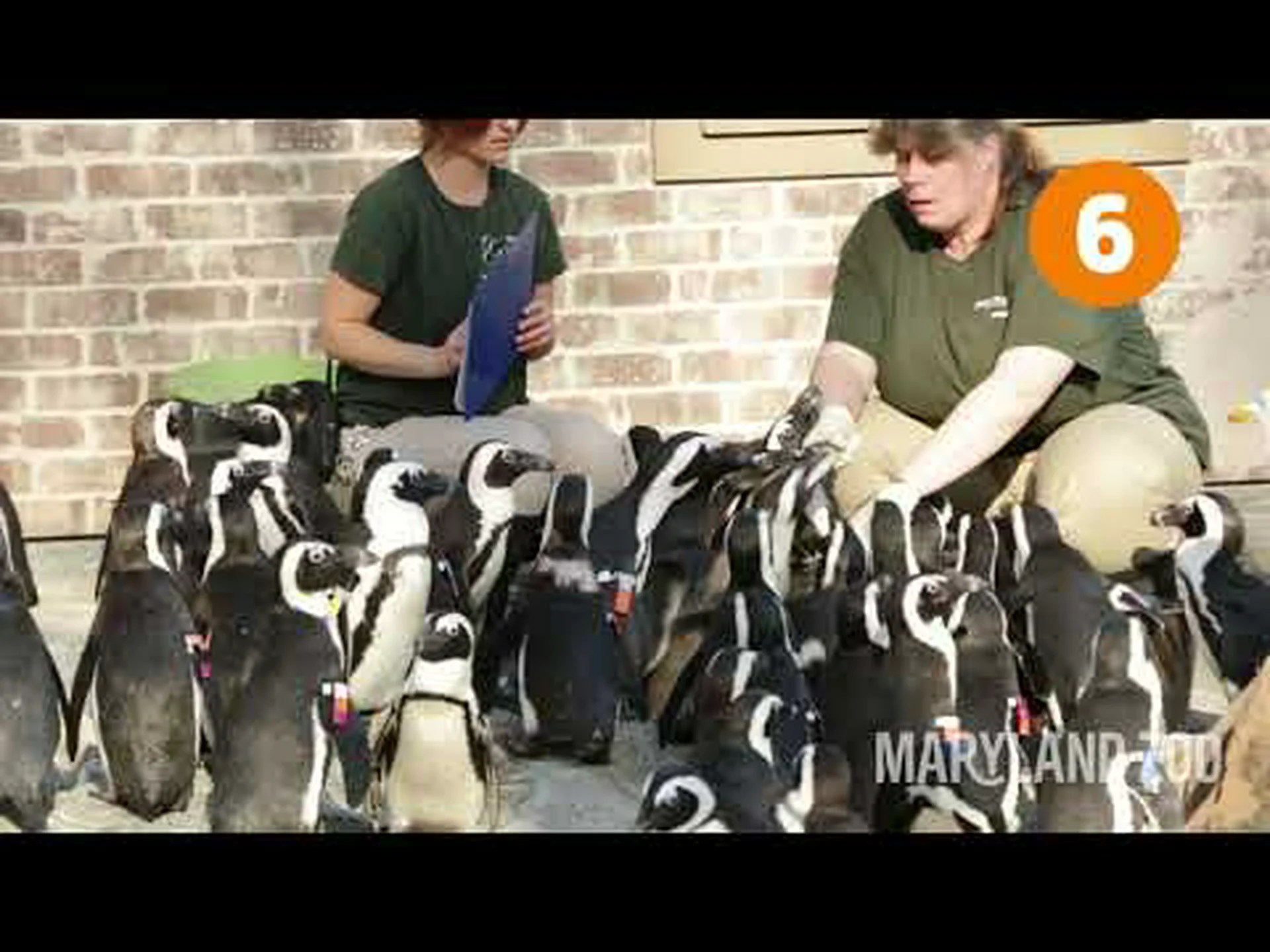 アフリカペンギンに関する10の驚くべき事実 アフリカペンギンに関する10の驚くべき事実