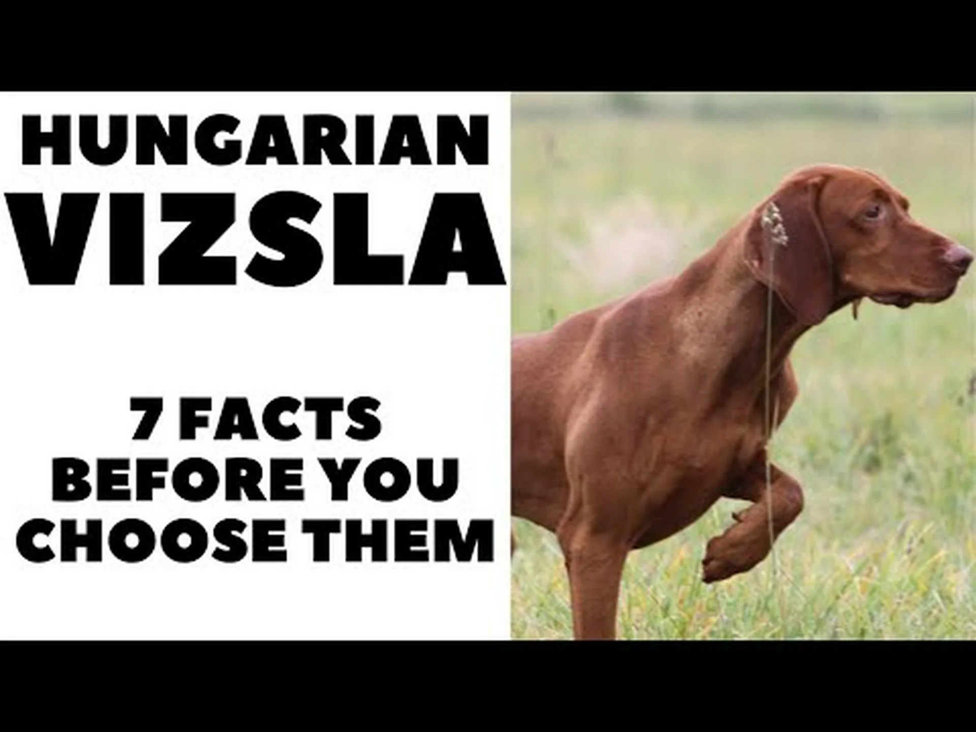 ヴィズラスは良い家庭犬ですか?この品種を検討すべき5つの理由 ヴィズラスは良い家庭犬ですか?この品種を検討すべき5つの理由