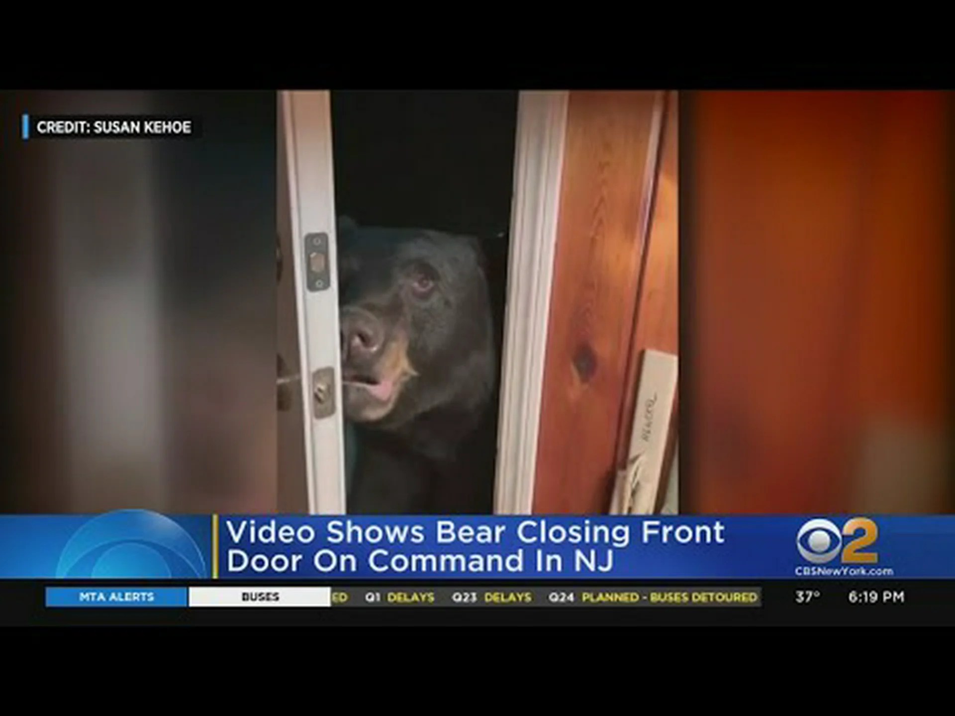 野生のクマが完璧な紳士に変身し、女性の玄関ドアを閉める様子を観察してください 野生のクマが完璧な紳士に変身し、女性の玄関ドアを閉める様子を観察してください