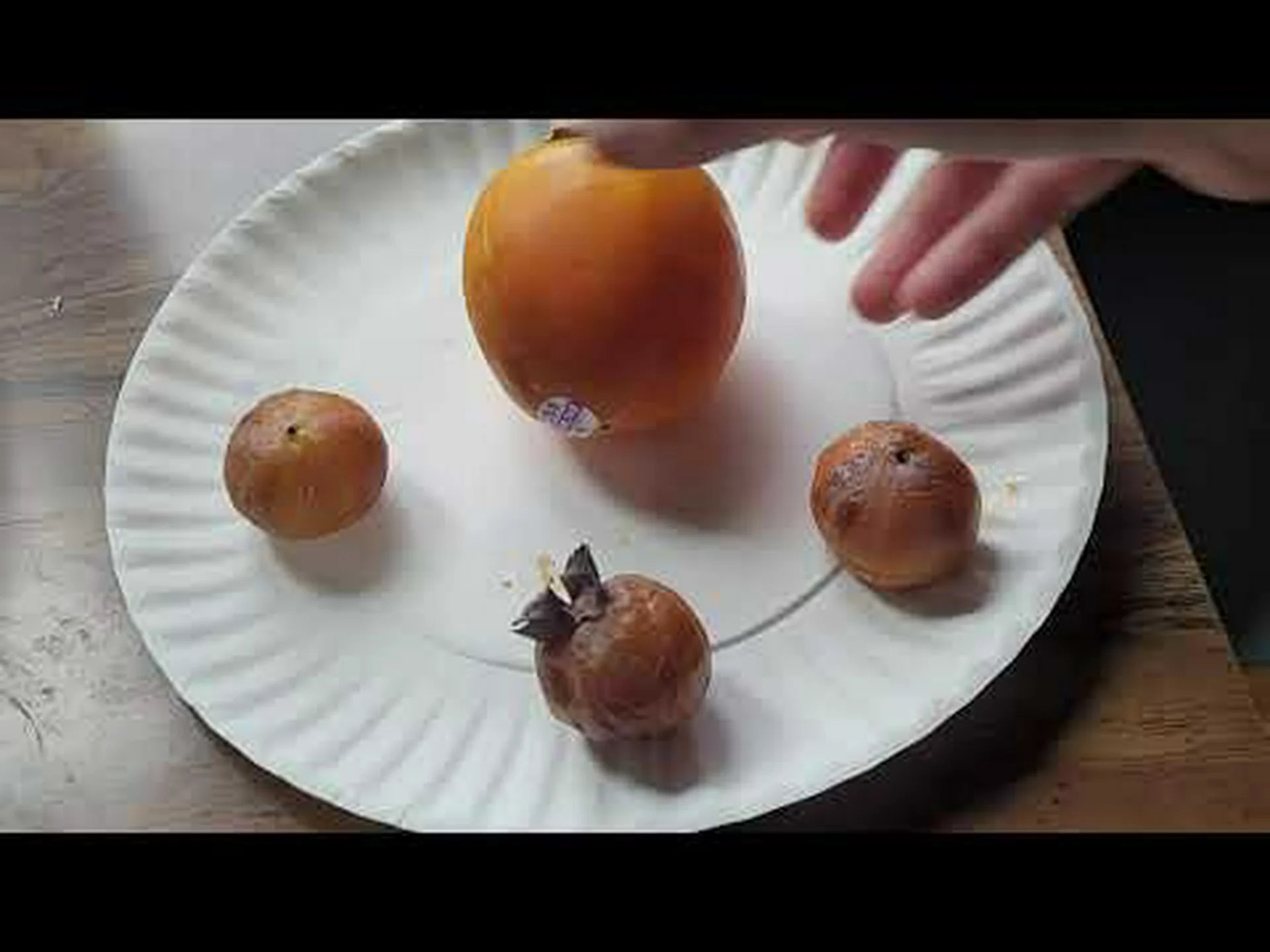 柿 vs 金柑 柿 vs 金柑