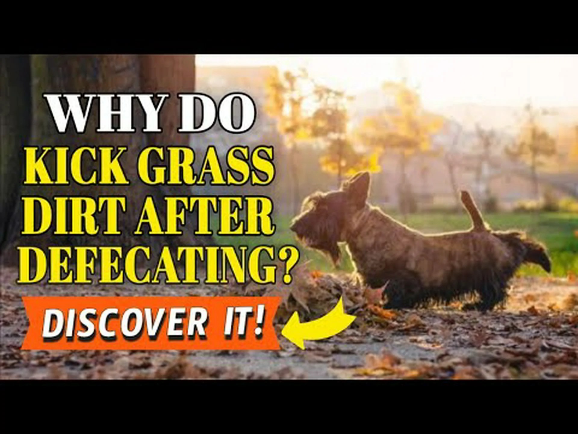 犬がうんちをした後に蹴るのはこれが理由です 犬がうんちをした後に蹴るのはこれが理由です