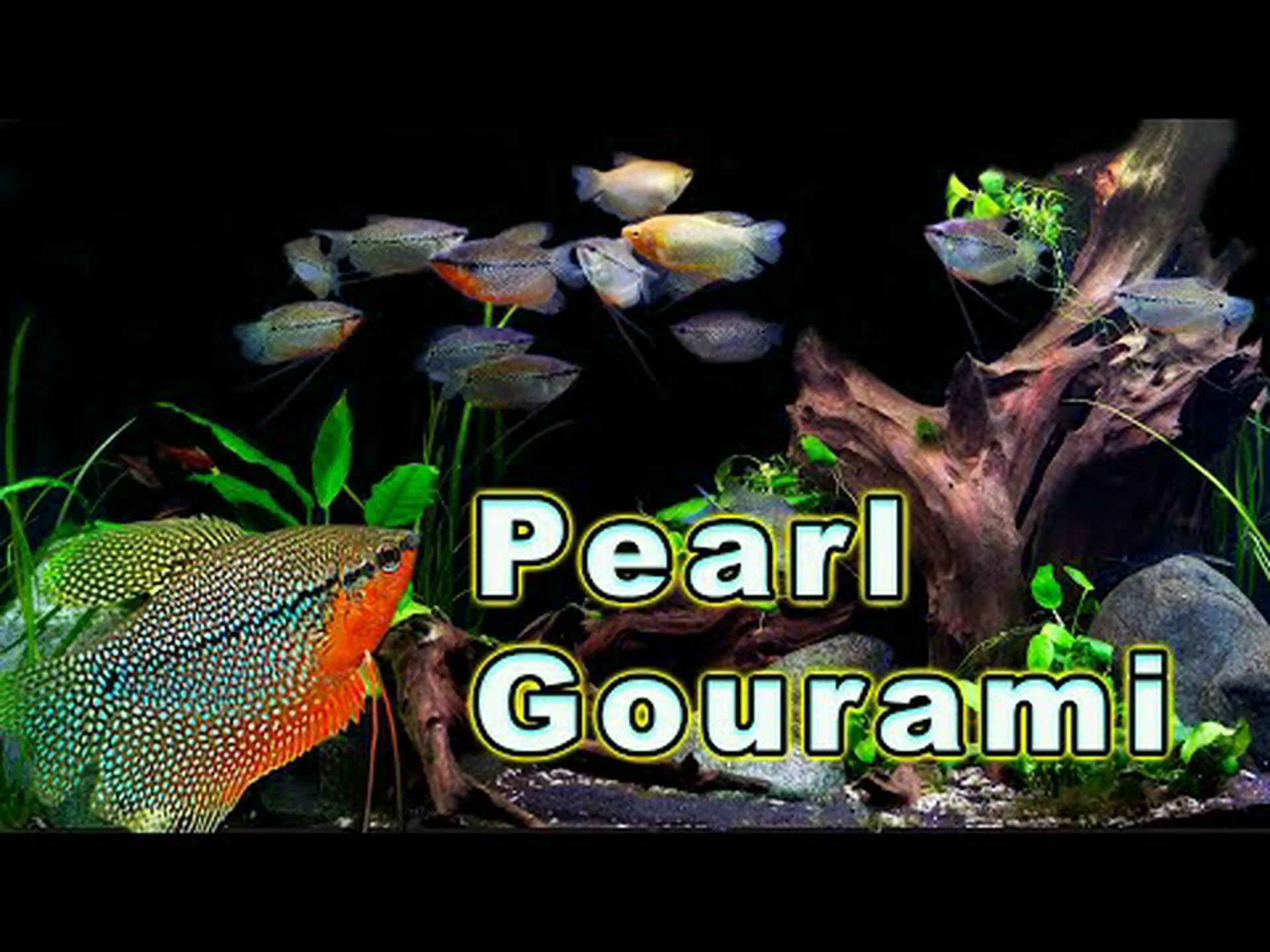 10 種類のグラミー: 魚の選択、繁殖、世話に関するガイド 10 種類のグラミー: 魚の選択、繁殖、世話に関するガイド