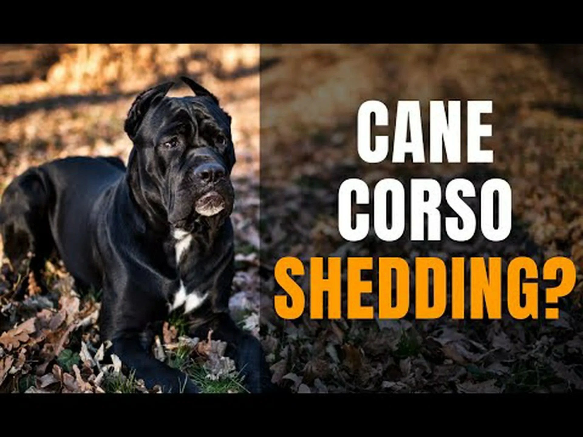 カネコルシは抜けますか? カネコルシは抜けますか?