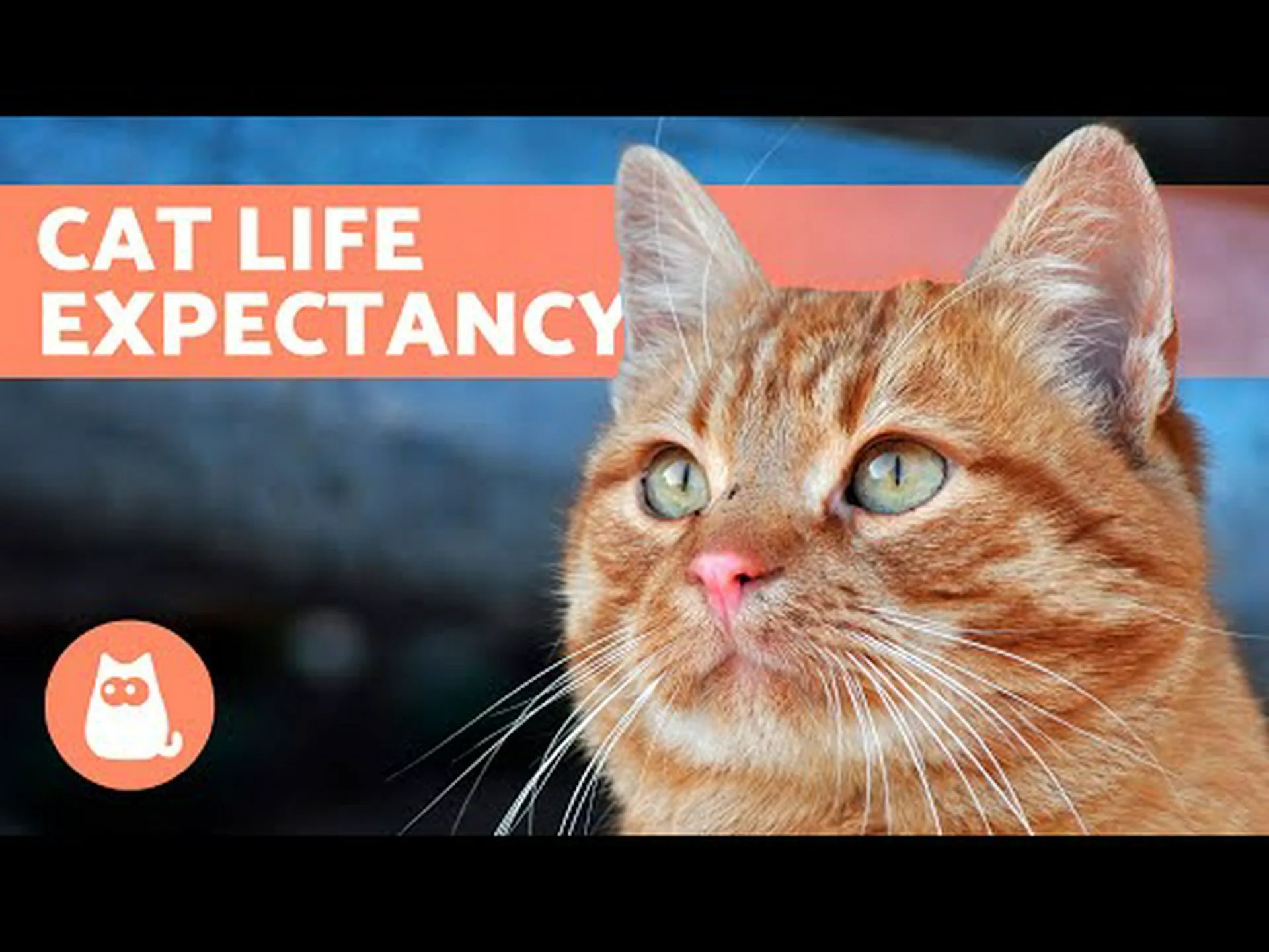 室内飼いの猫の寿命: 室内飼いの猫がどれくらい生きると予想されるか 室内飼いの猫の寿命: 室内飼いの猫がどれくらい生きると予想されるか