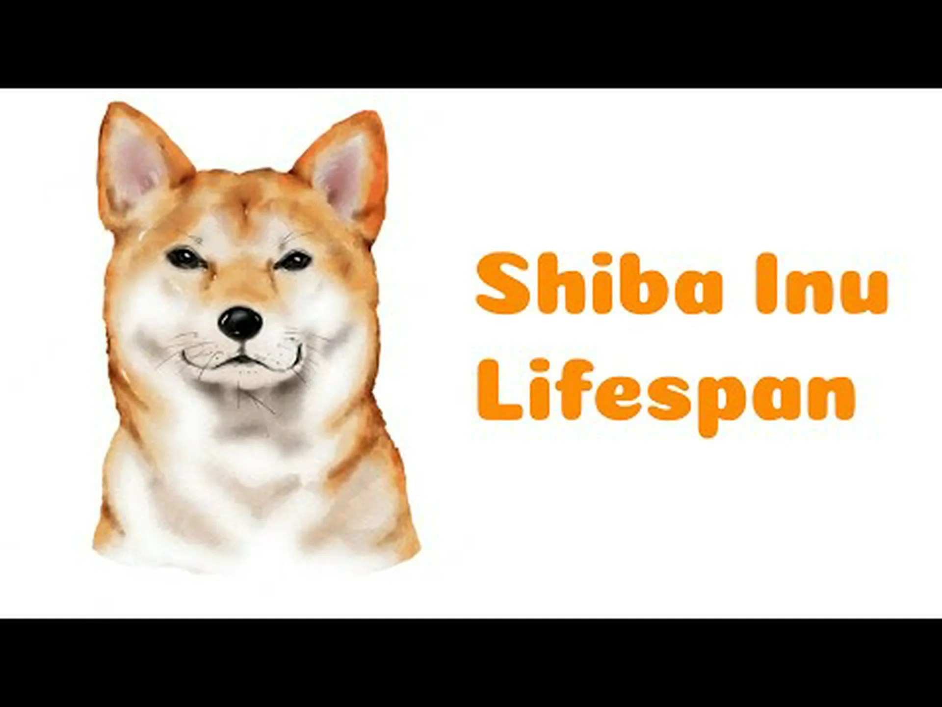 柴犬の寿命: この子犬はどのくらい生きますか? 柴犬の寿命: この子犬はどのくらい生きますか?