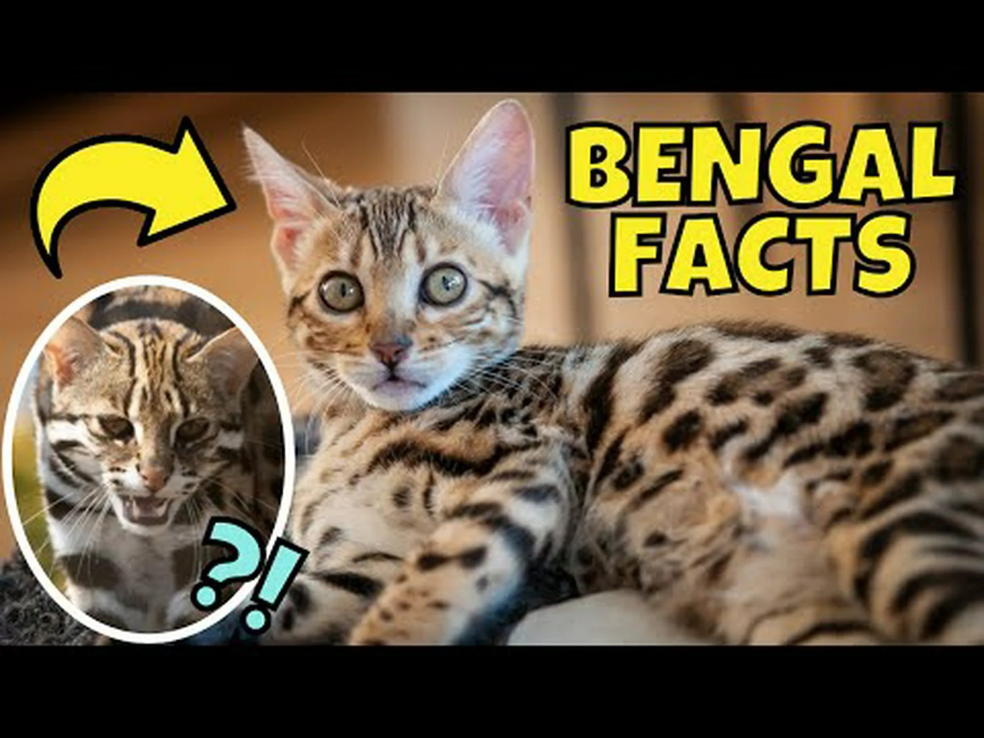 ベンガルは最も厄介な猫ですか?彼らに関する 10 のよくある苦情 ベンガルは最も厄介な猫ですか?彼らに関する 10 のよくある苦情