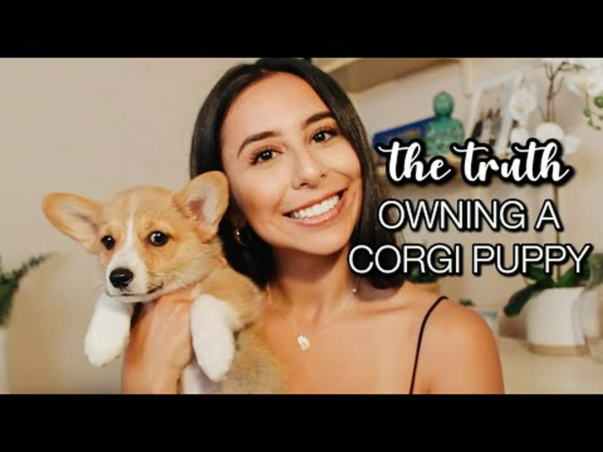 コーギーの子犬:写真、養子縁組のヒントなど! コーギーの子犬:写真、養子縁組のヒントなど!