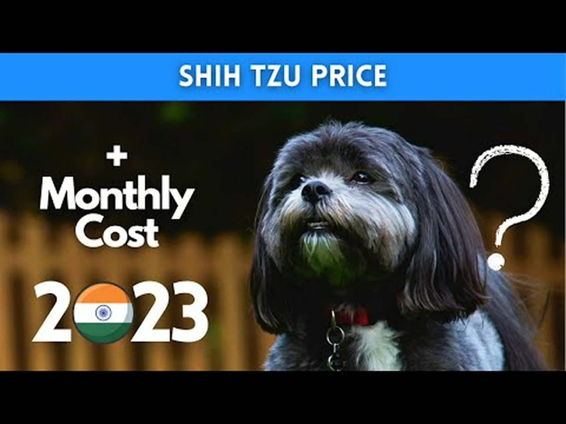 2024 年のシーズーの価格: 購入費用、獣医師の請求書など! 2024 年のシーズーの価格: 購入費用、獣医師の請求書など!