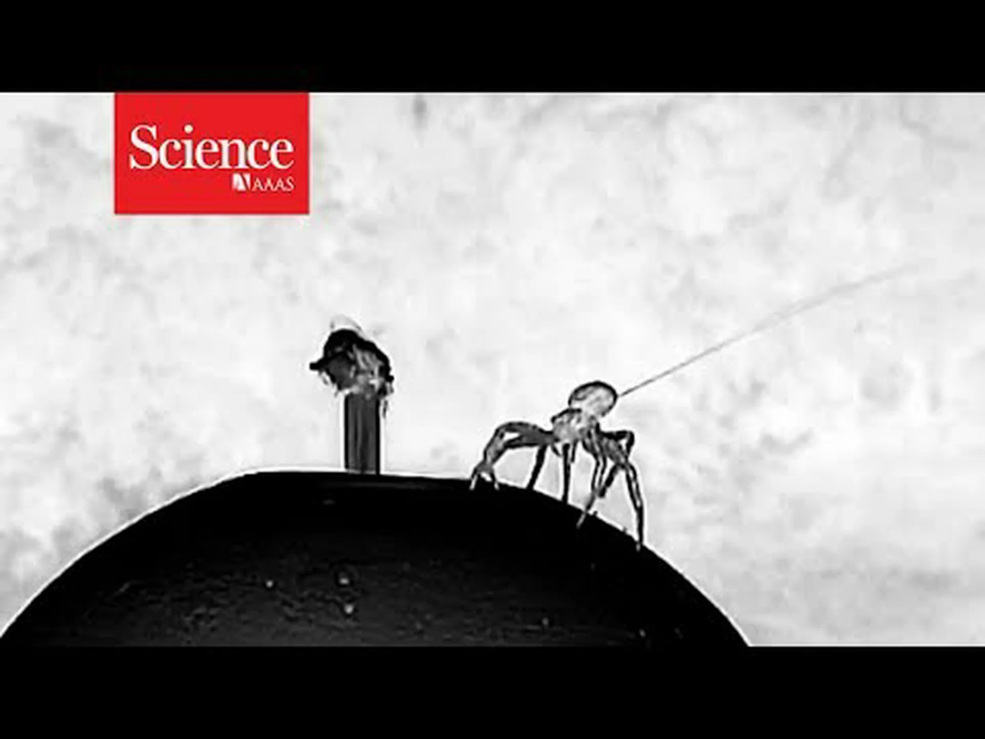 Joro Spider Ballooning: このテクニックで空飛ぶクモがどのように作成されるか Joro Spider Ballooning: このテクニックで空飛ぶクモがどのように作成されるか