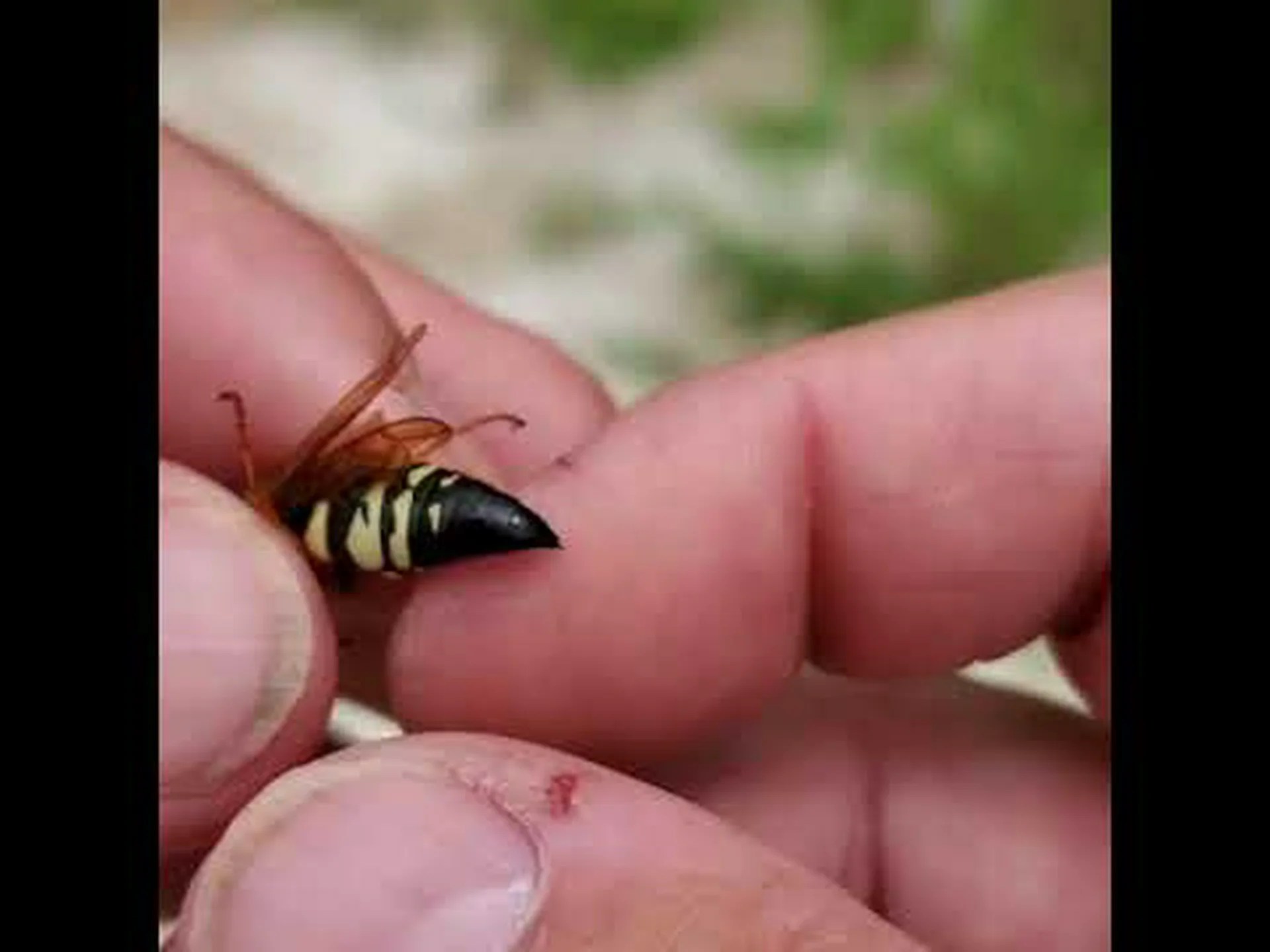 テキサスのスズメバチ: 種類と生息地 テキサスのスズメバチ: 種類と生息地