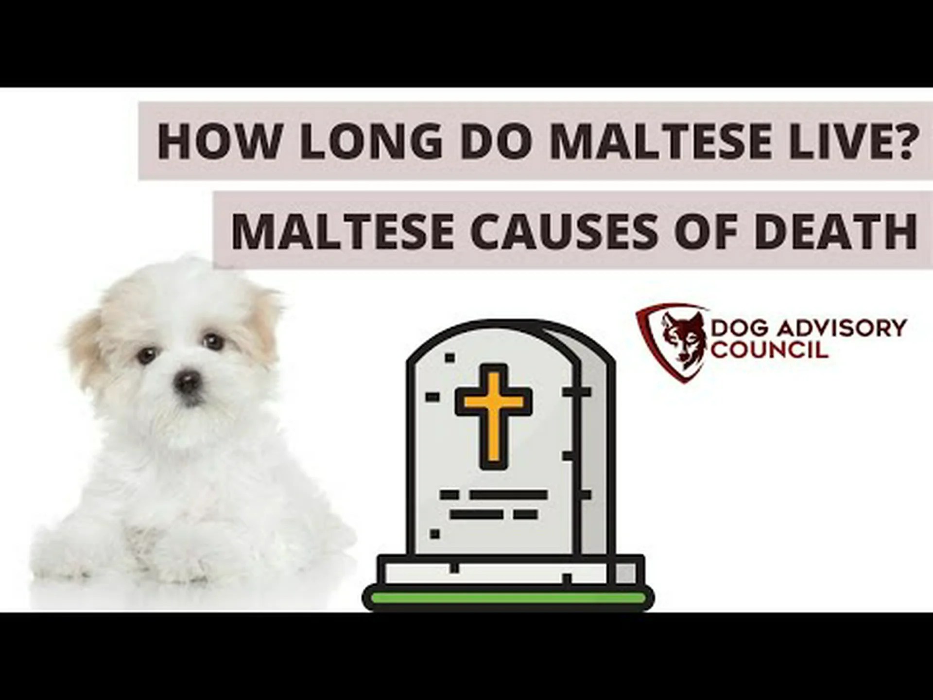 史上最高齢のマルチーズは何歳ですか? 史上最高齢のマルチーズは何歳ですか?