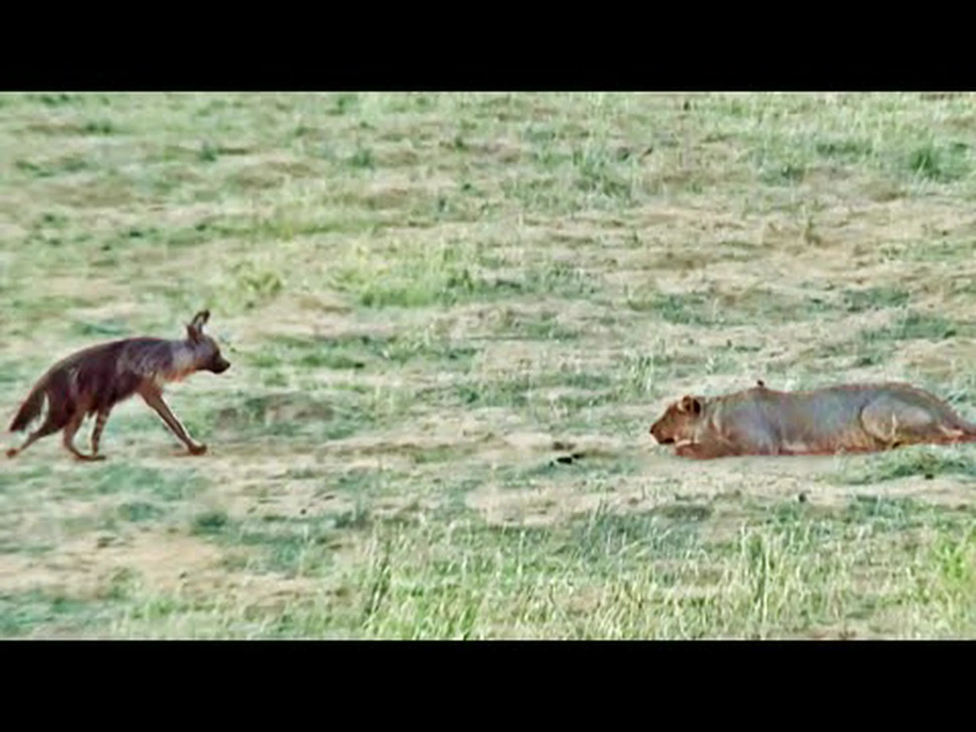 ハイエナが何気なくライオンのプライドに歩み寄り、すぐに後悔する様子を観察してください ハイエナが何気なくライオンのプライドに歩み寄り、すぐに後悔する様子を観察してください