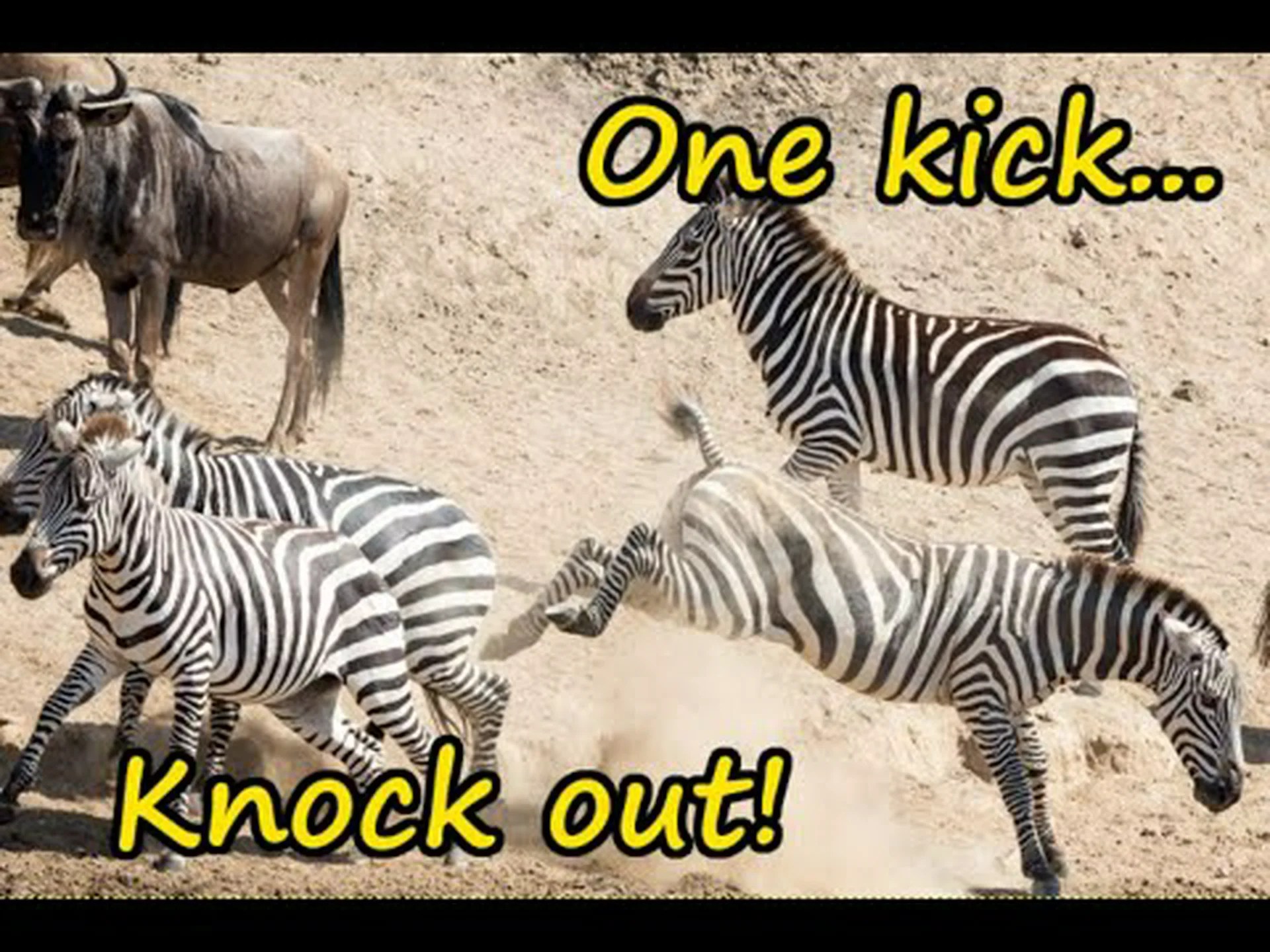 この強力なシマウマが 1 回のキックでヌーを倒す様子をご覧ください この強力なシマウマが 1 回のキックでヌーを倒す様子をご覧ください