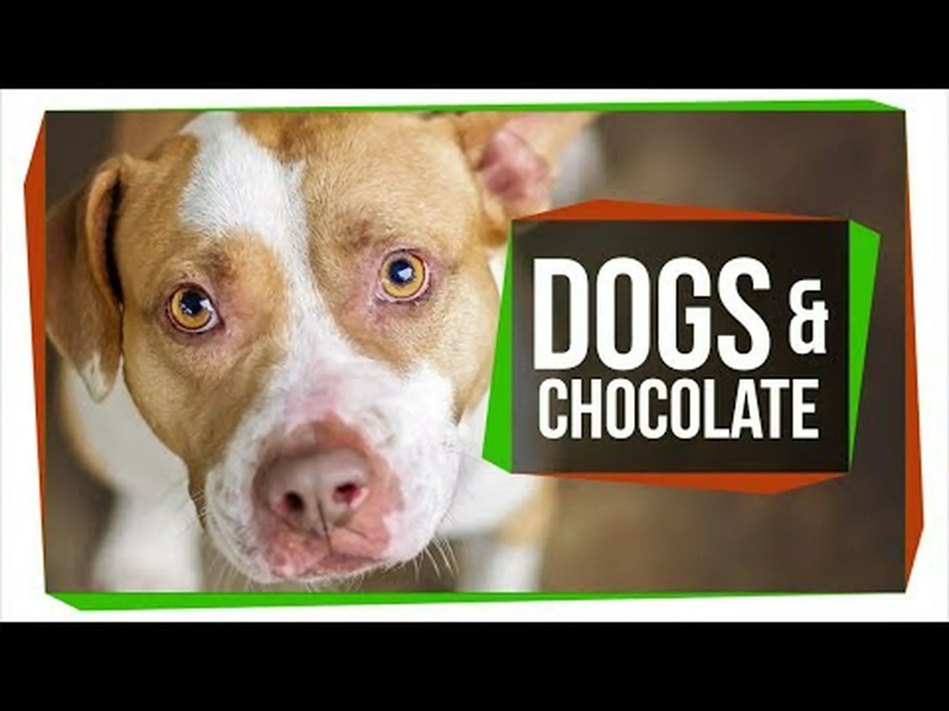 犬はチョコレートを安全に食べられるのか:迷信と本当の危険性 犬はチョコレートを安全に食べられるのか:迷信と本当の危険性