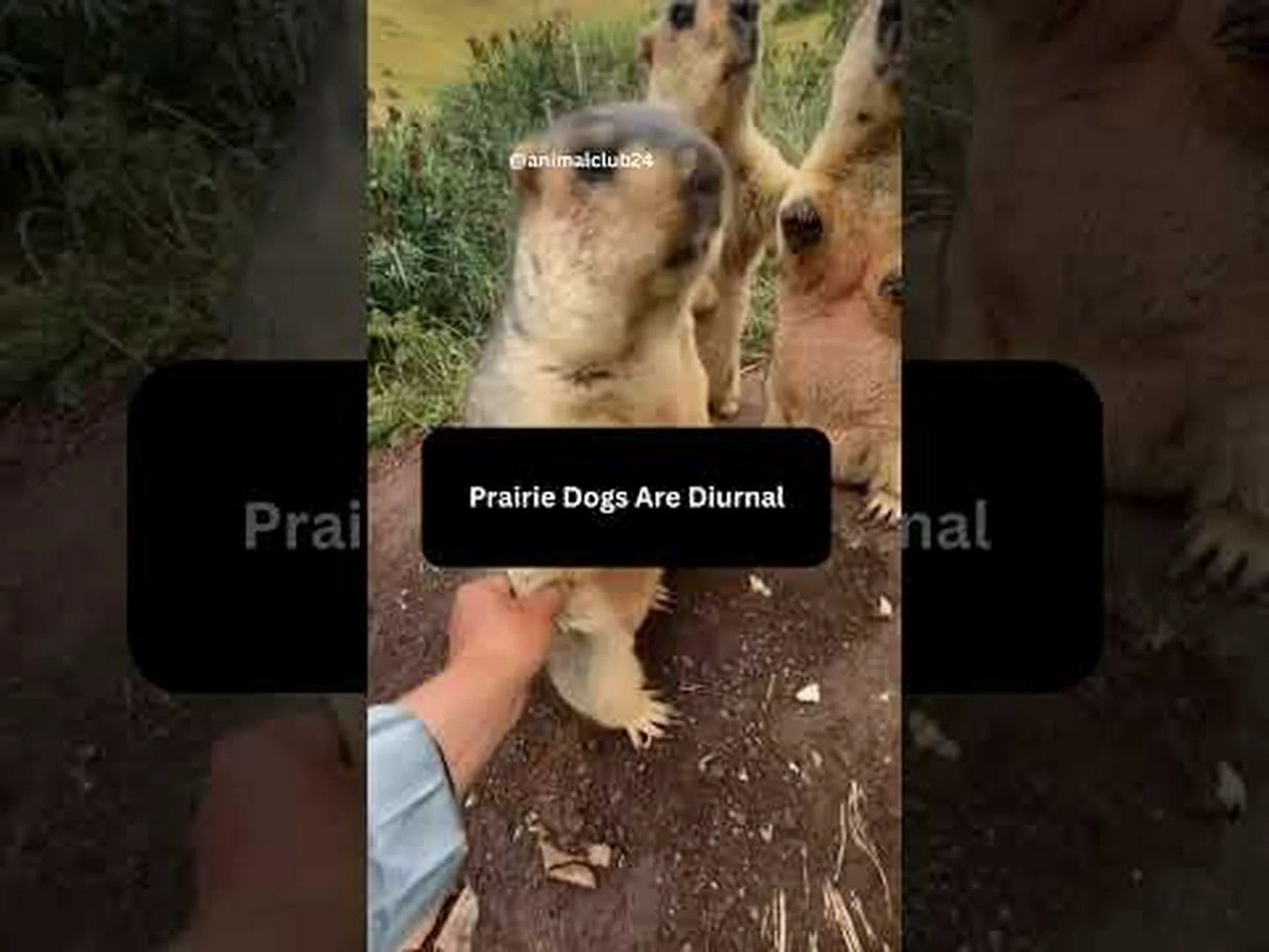 プレーリードッグに関する 10 の驚くべき事実 プレーリードッグに関する 10 の驚くべき事実